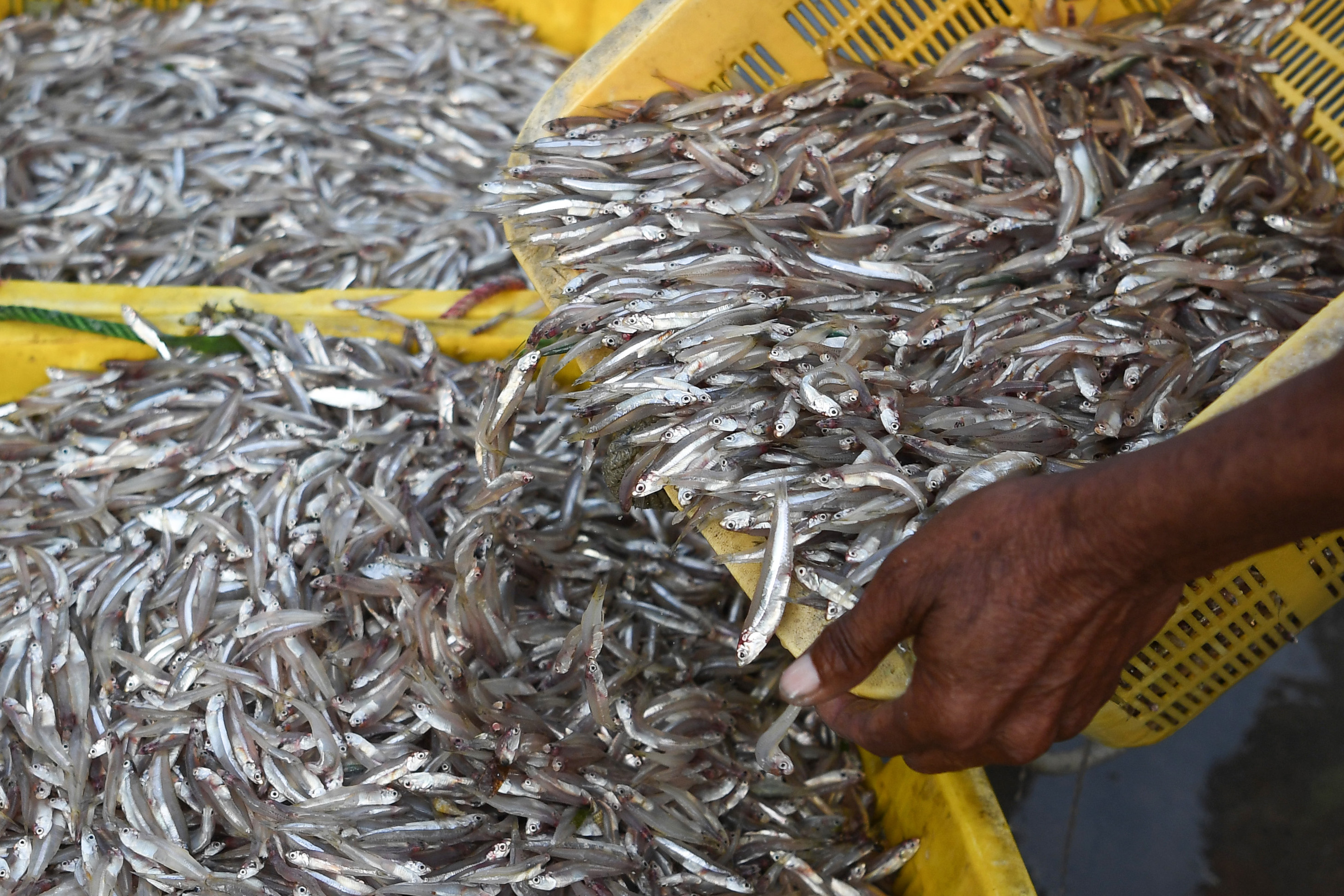 Pekerja memindahkan ikan teri yang ditangkap nelayan di Pelabuhan Muara Angke Jakarta, Rabu (7/4).