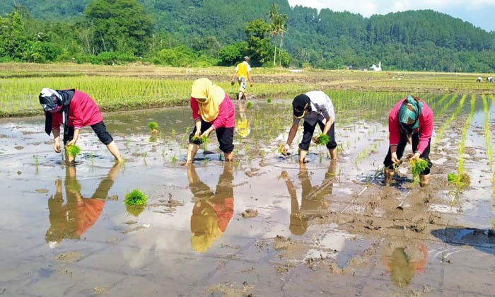 Petani sedang menanam padi di lahan persawahan.