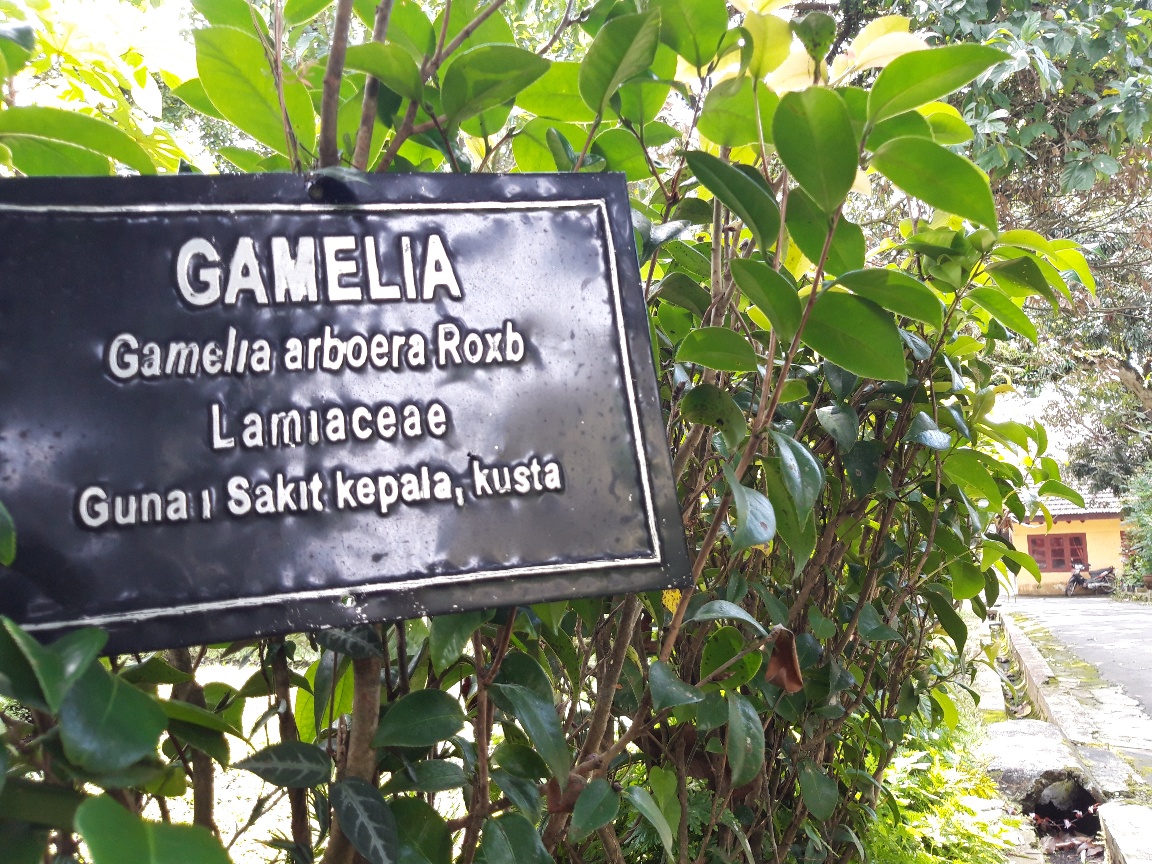 Ilustrasi: Plasma Nutfah Indonesia untuk pengobatan penyakit