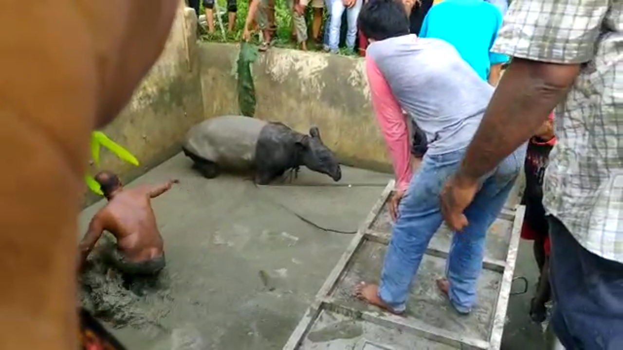 Proses evakuasi Tapir dari kolam ikan warga di Riau.