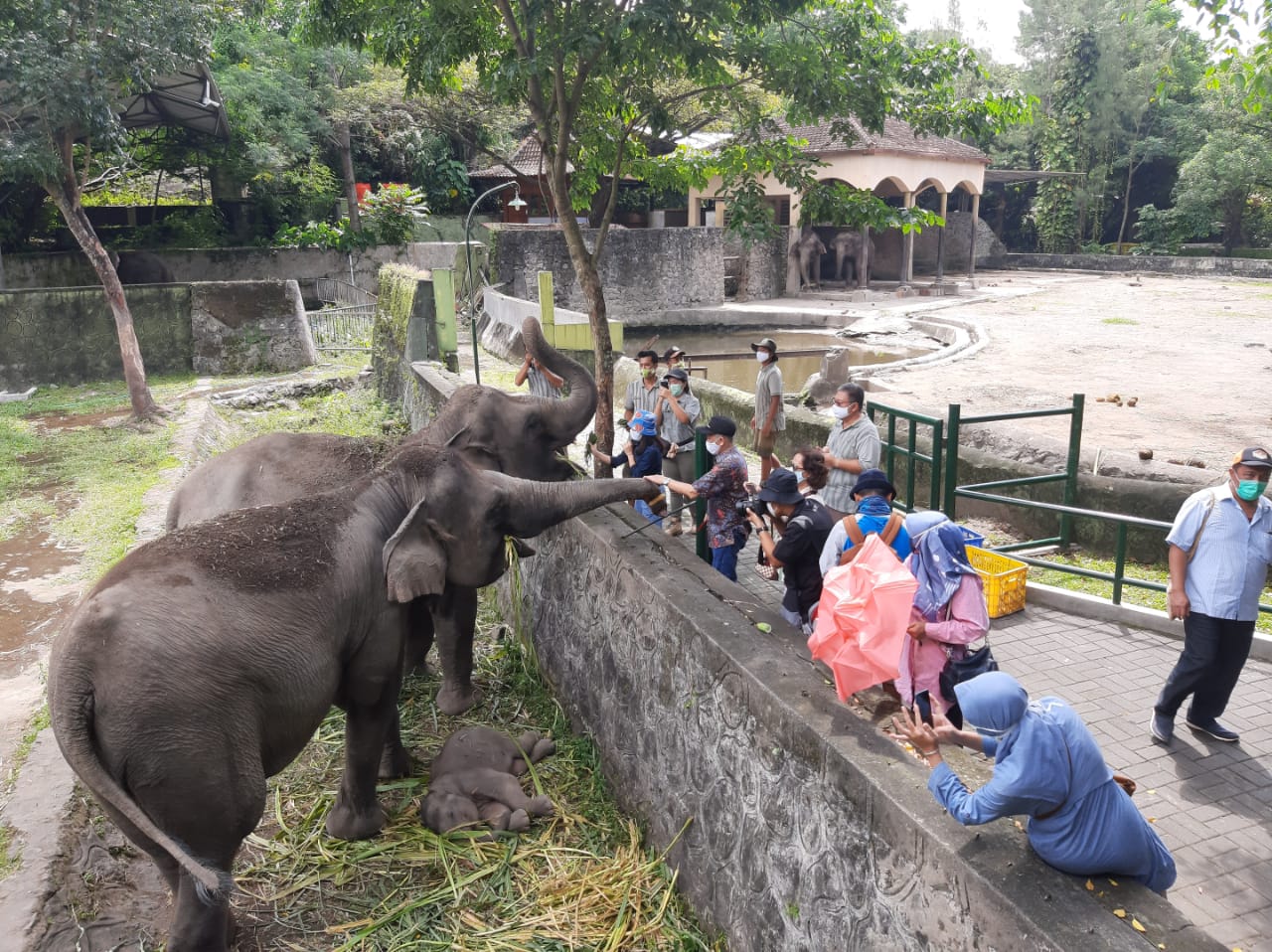 Kebun Binatang Gembira Loka Yogyakarta buka setiap Sabtu dan Minggu selama Ramadan.