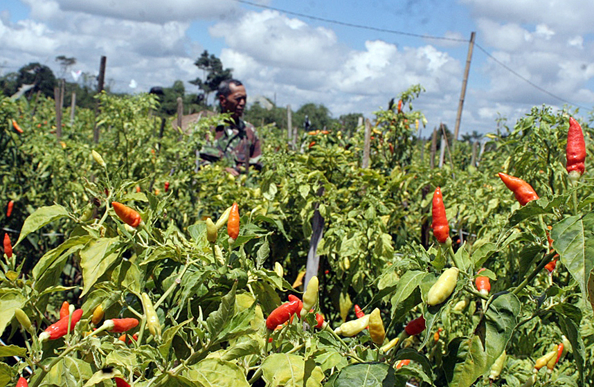 Petani Lembang Gigit Jari saat Panen Cabai dan Tomat Harga Merosot