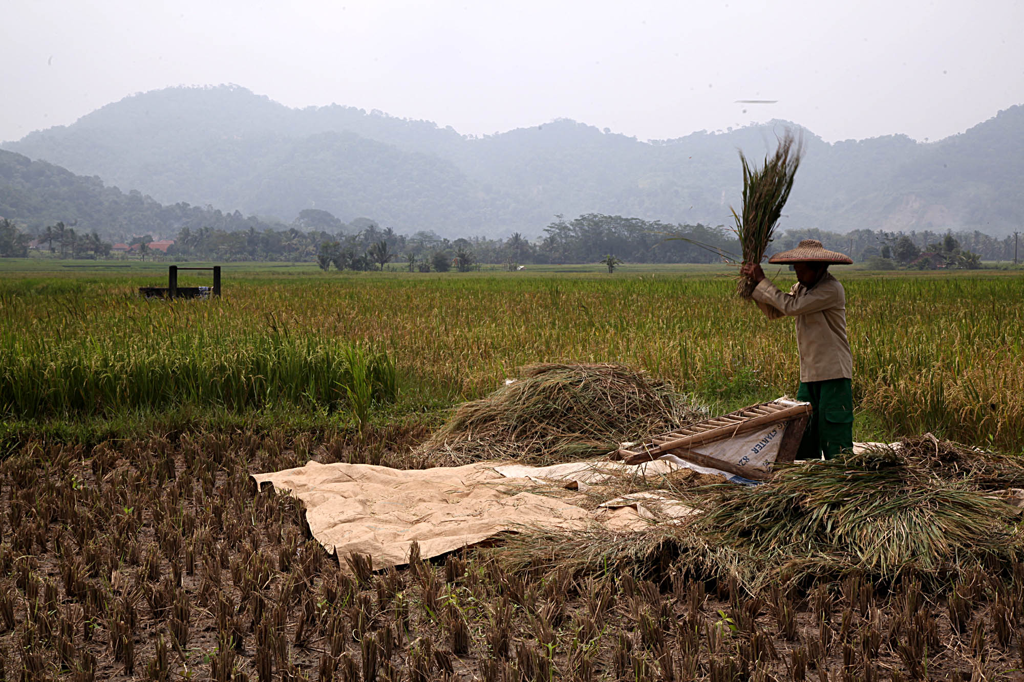 Seorang petani tengah merontokan bulir padi di Desa Rabak, Kecamatan Rumpin, Kabupaten Bogor.Rumpin menjadi salah satu kecamatan yang akan 