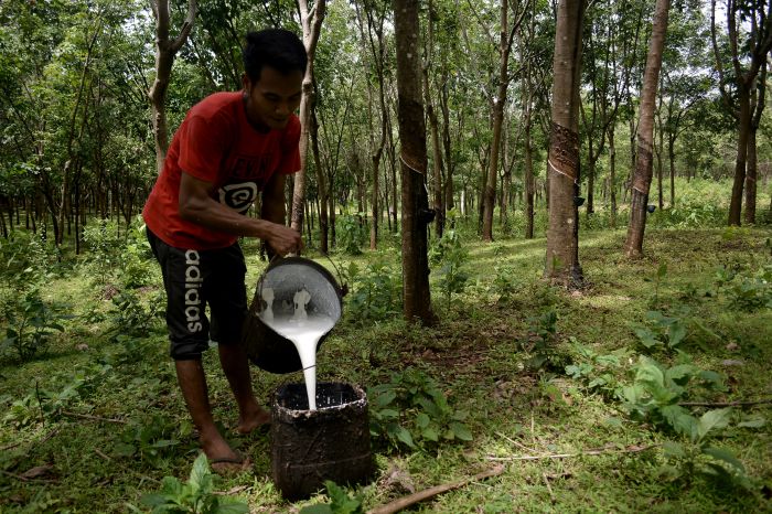 Seorang pekerja tengah beraktivitas di kebun karet.