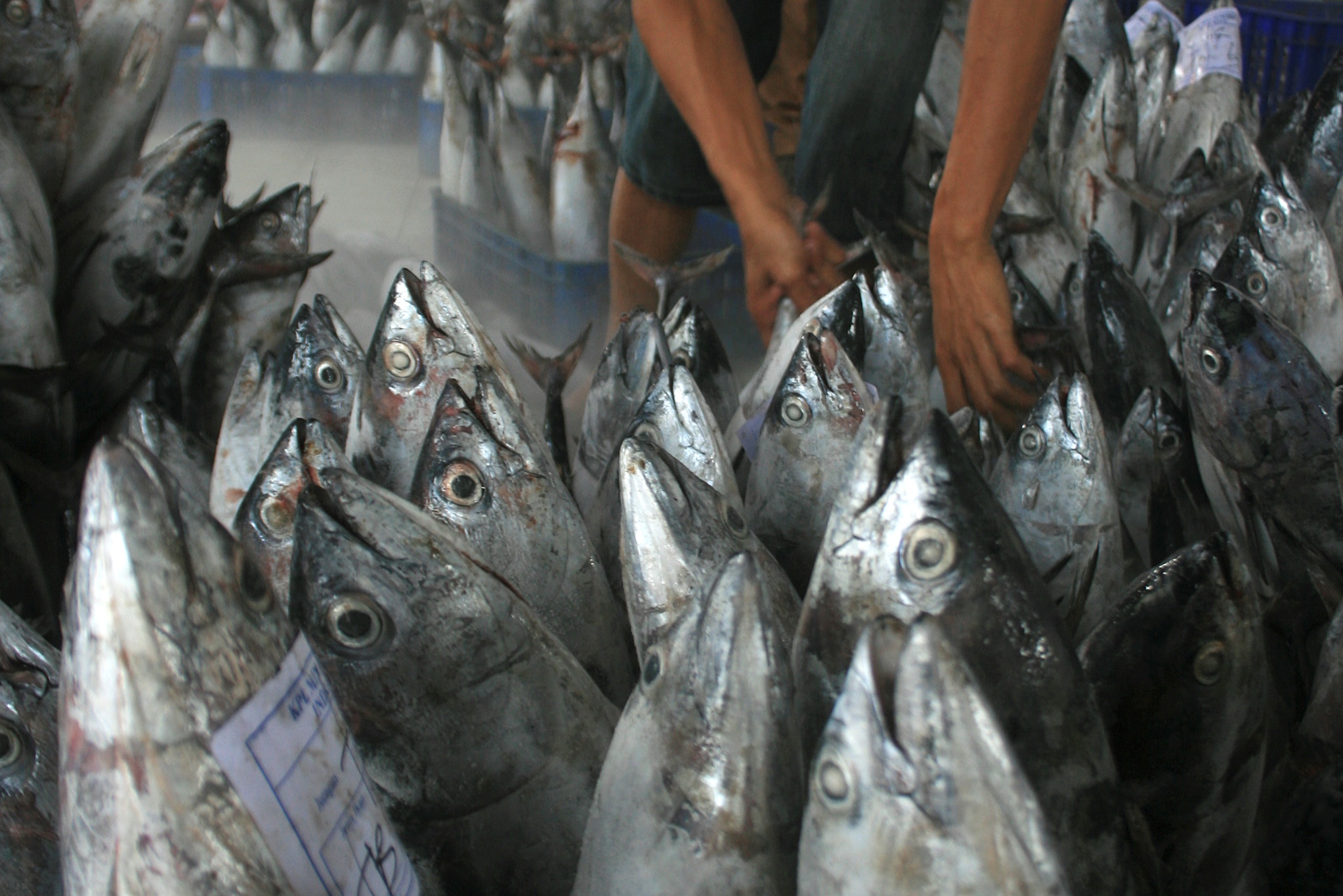Hasil nelayan yang melaut hingga perairan Kalimantan dan sekitar perairan Natuna makin melimpah.