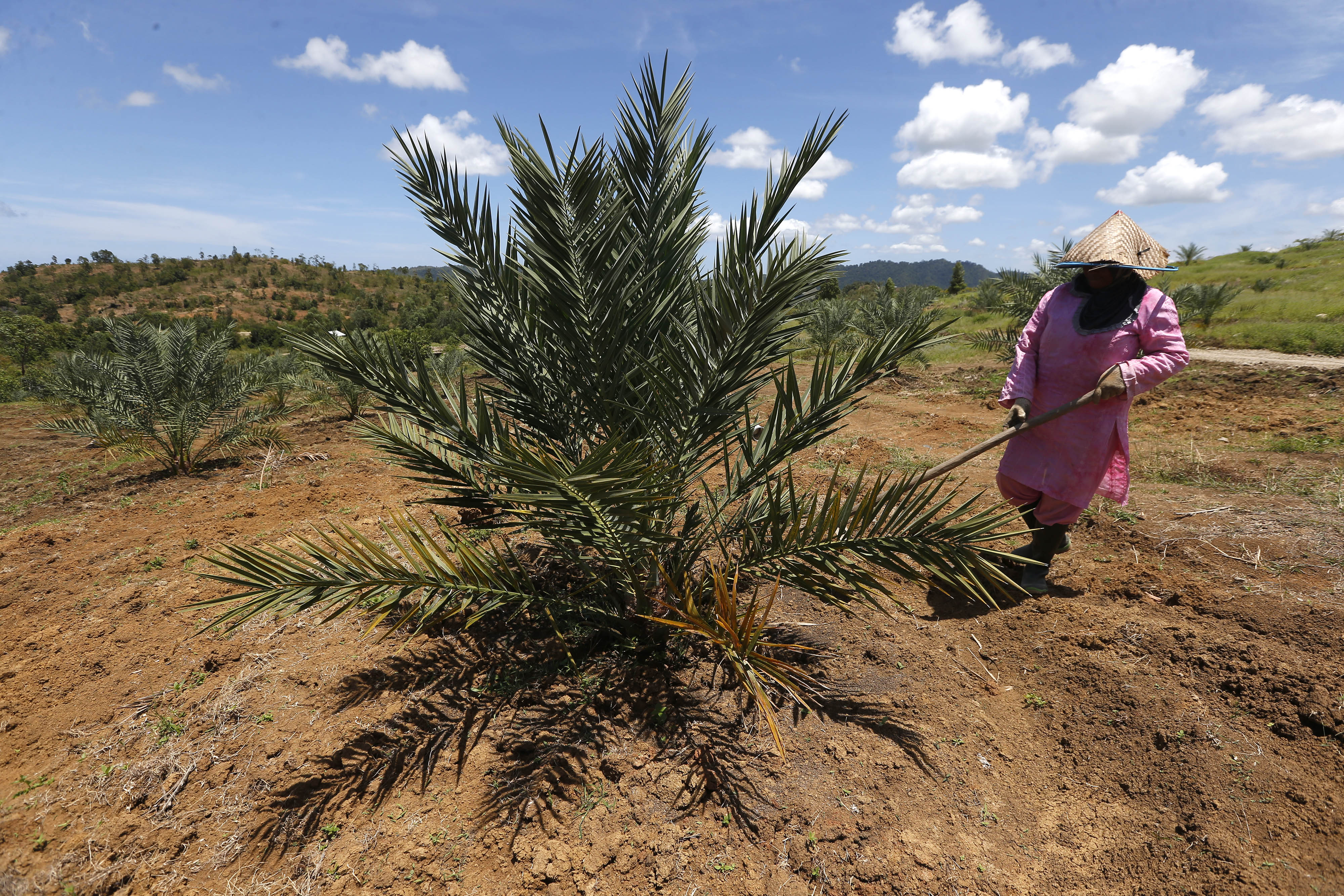 Ilustrasi pohon kurma