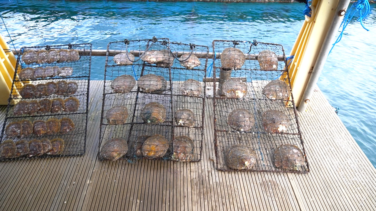 Kenalkan Potensi Marikultur, KKP : Bisa Sejahterakan Masyarakat   