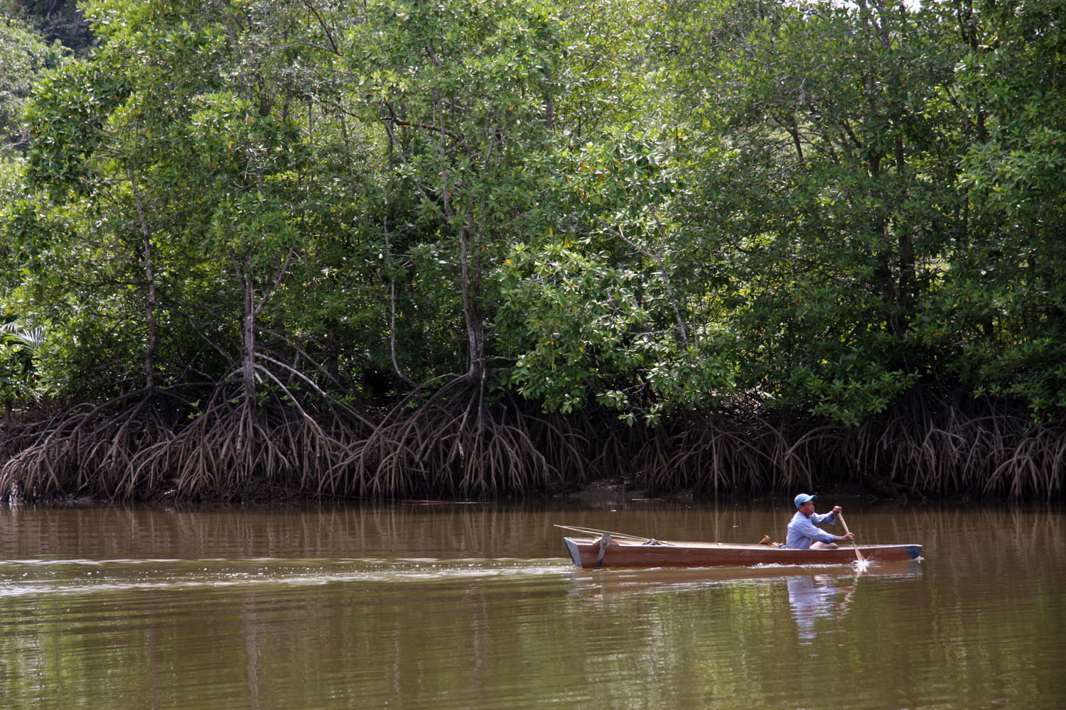 Hutan mangrove di Kalimantan Timur.