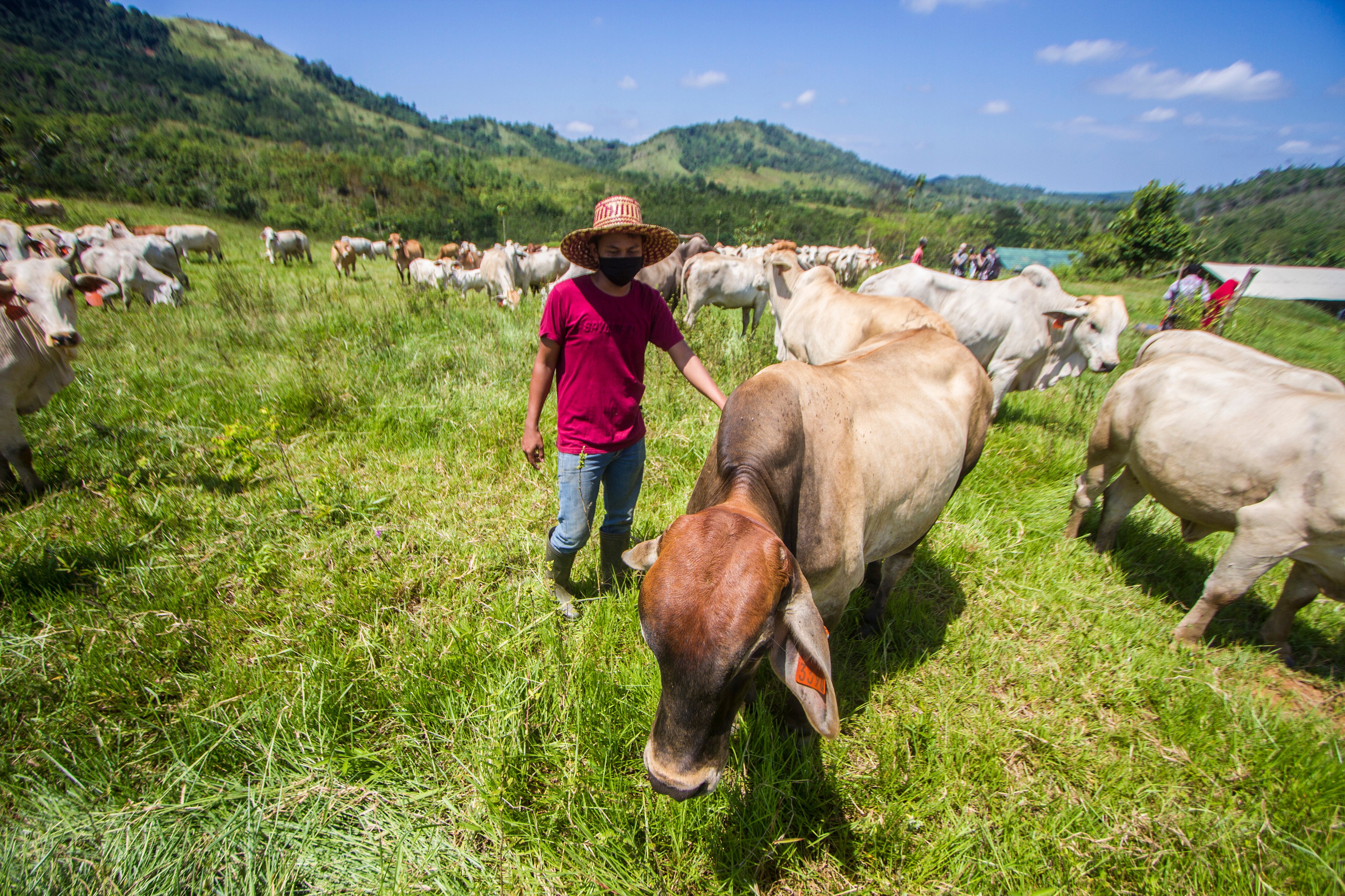 Peternakan Sapi di Sei Jelay, Kalsel 