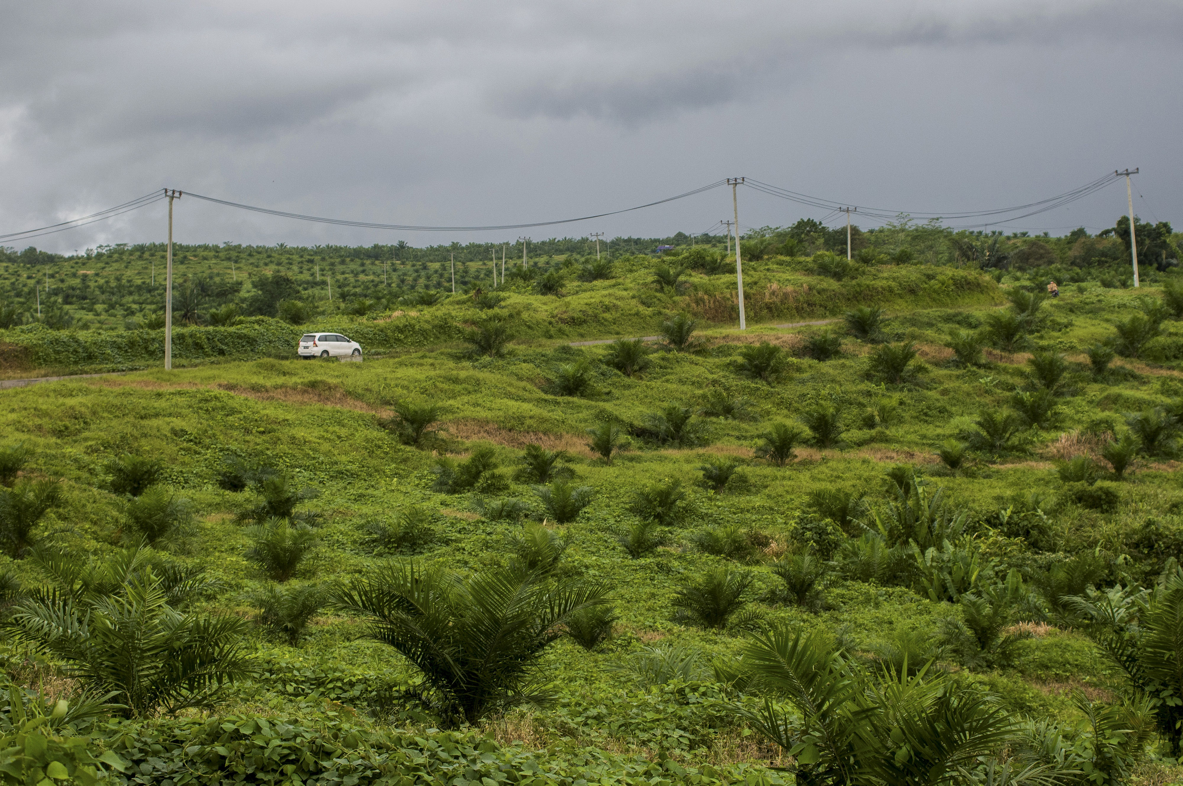 Perkebunan kelapa sawit di Lebak, banten