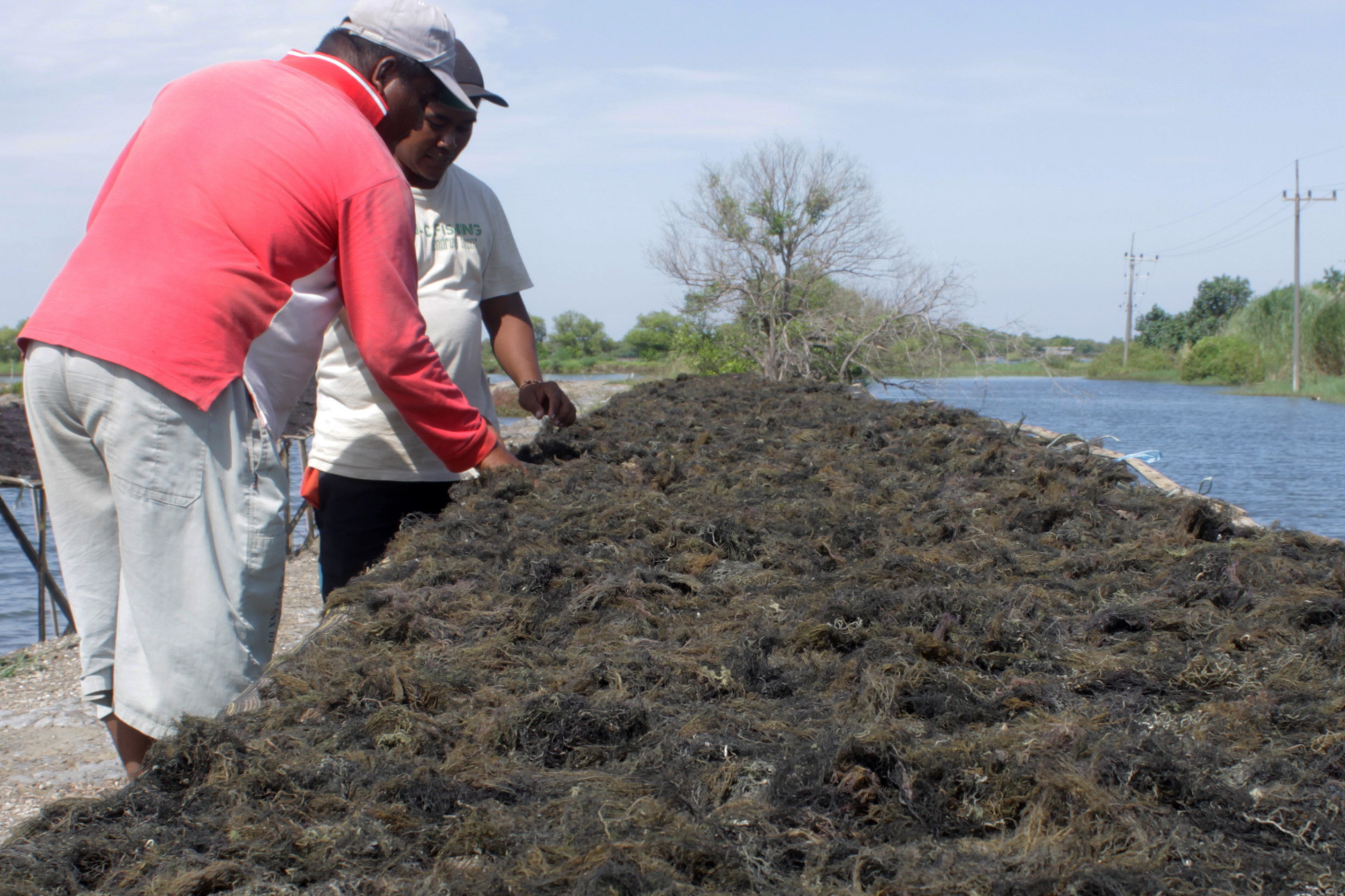  Petani tengah menjemur rumput laut