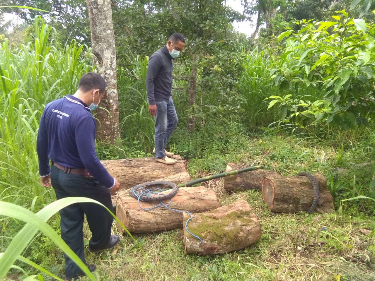 Polisi Tangkap Penebang Pohon Sonokling di Tejakula Buleleng