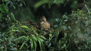 Anak elang Jawa (Nisaetus bartelsi) di Taman Nasional Gunung Halimun Salak, Sukabumi. 