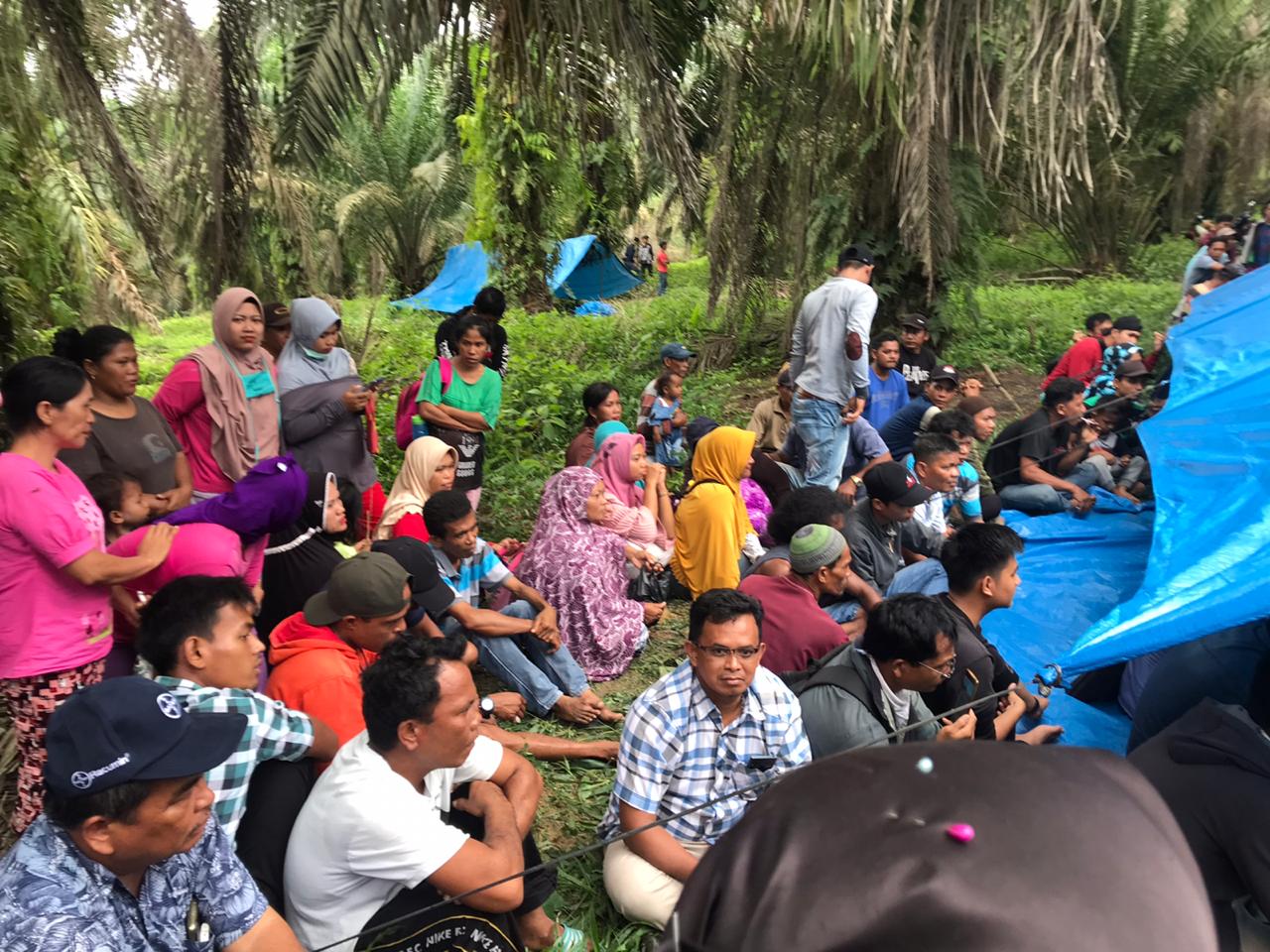 Petani sawit di Desa Gondai, Kabupaten Pelalawan, Provinsi Riau bingung atas sengketa lahan sawit yang telah mereka garap.