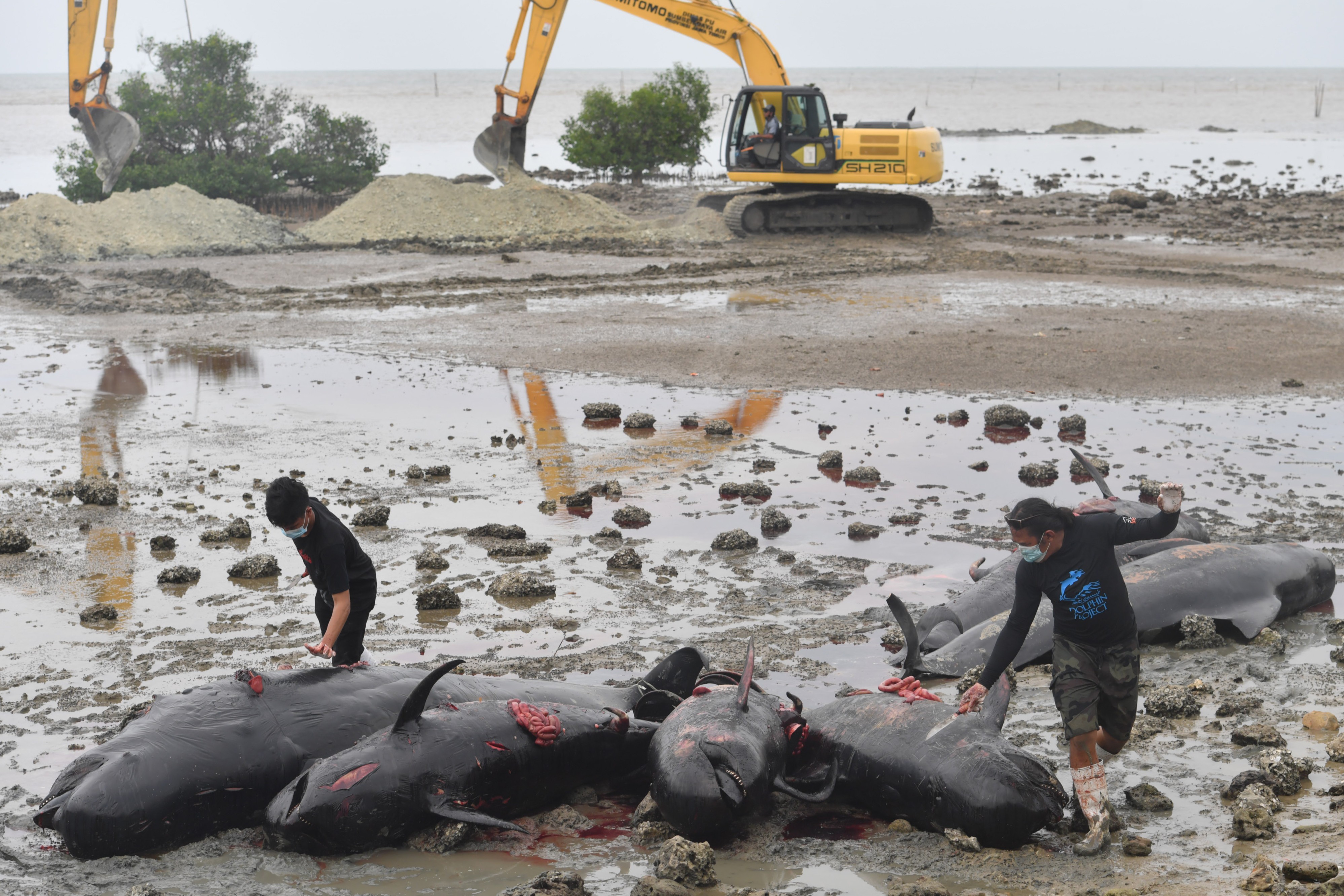 Petugas bersiap mengubur paus pilot sirip pendek yang mati saat terdampar di Pantai Modung.