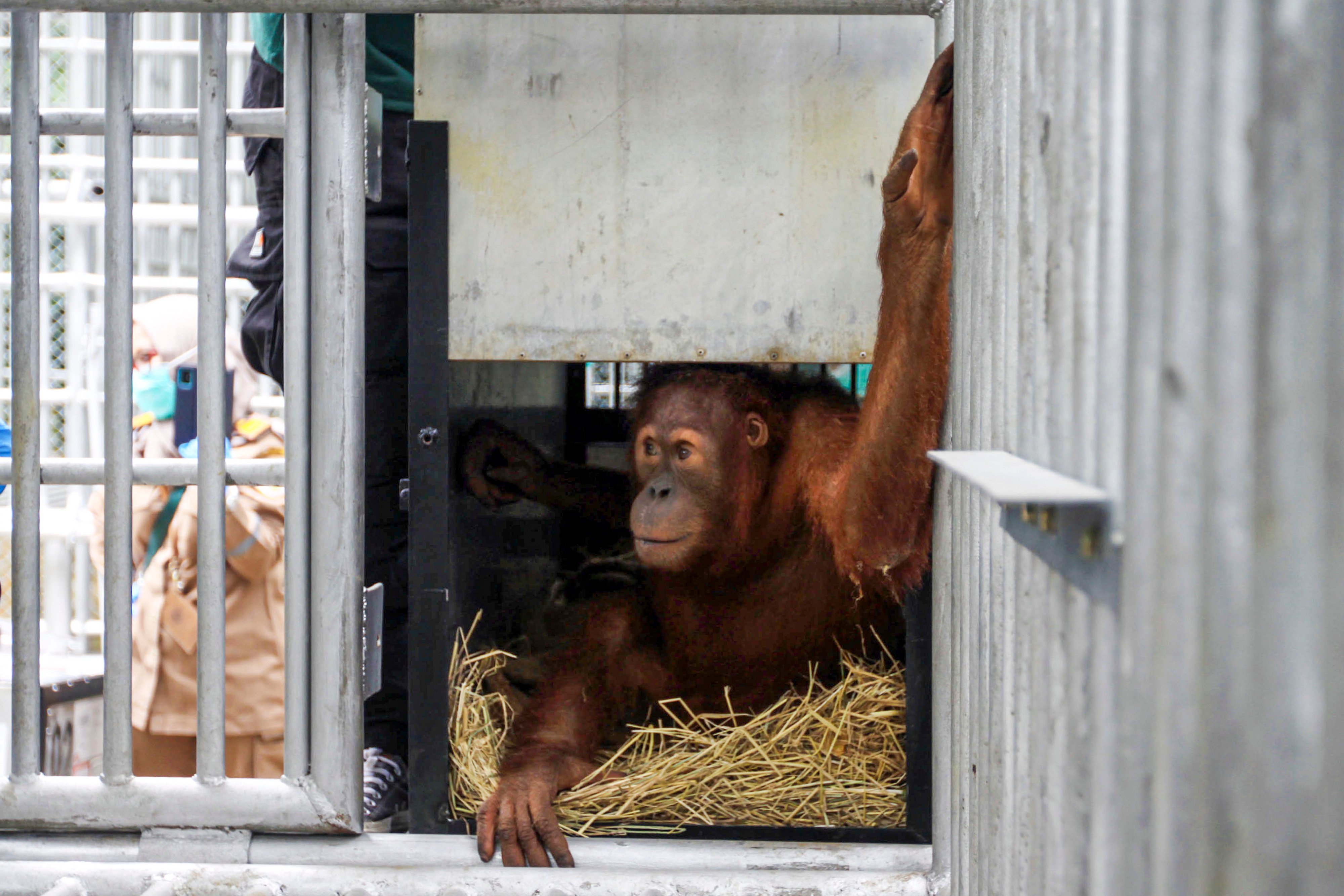 Paska direptriasi dari Jawa Tengah, individu orangutan Sumatera bernama Asto dan Asih bersiap dilepasliarkan.
