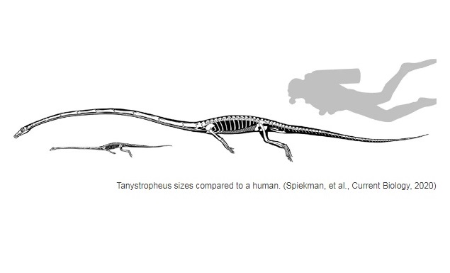 Tanystropheus.