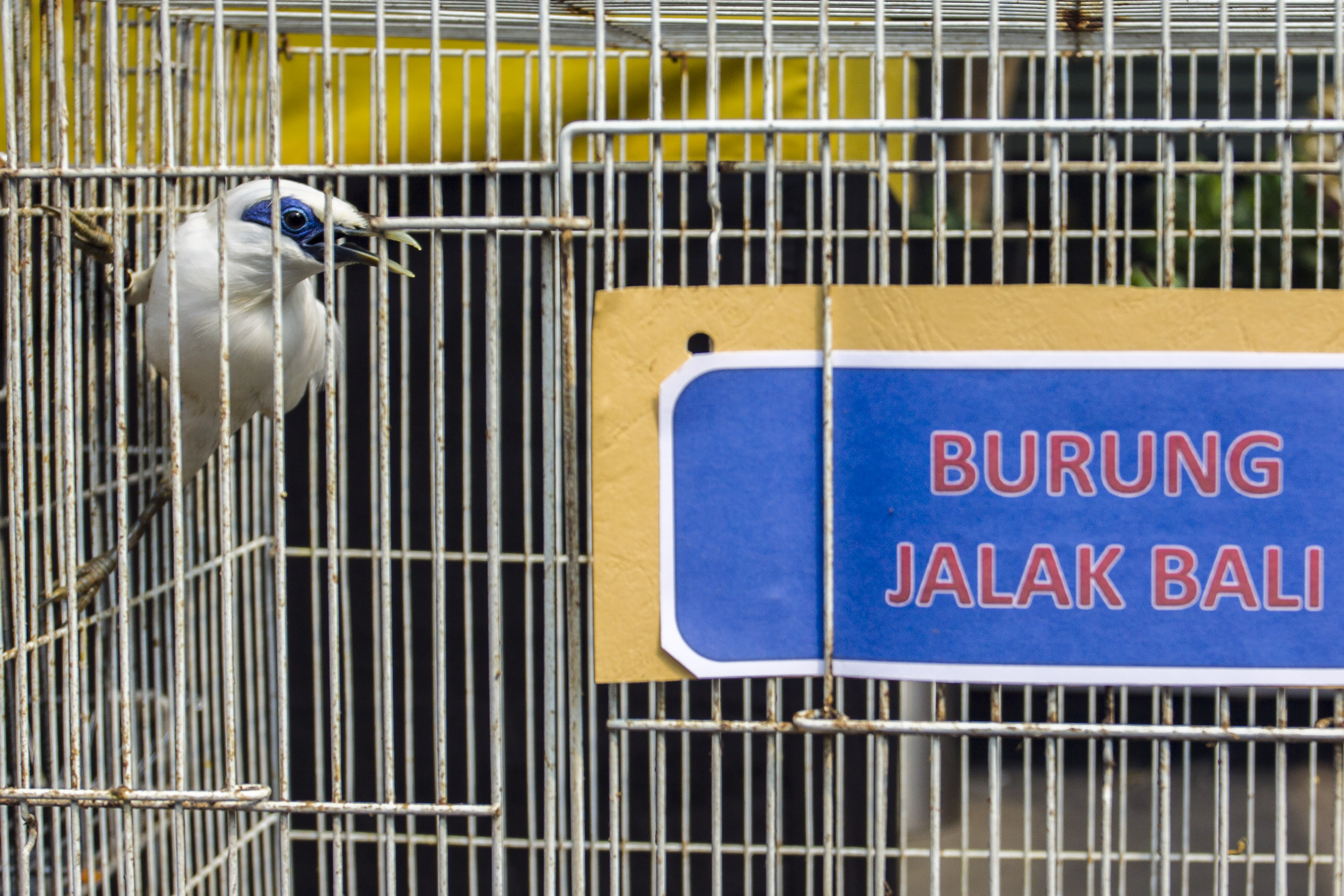 Burung Jalak Bali yang merupakan kelompok satwa dilindungi.