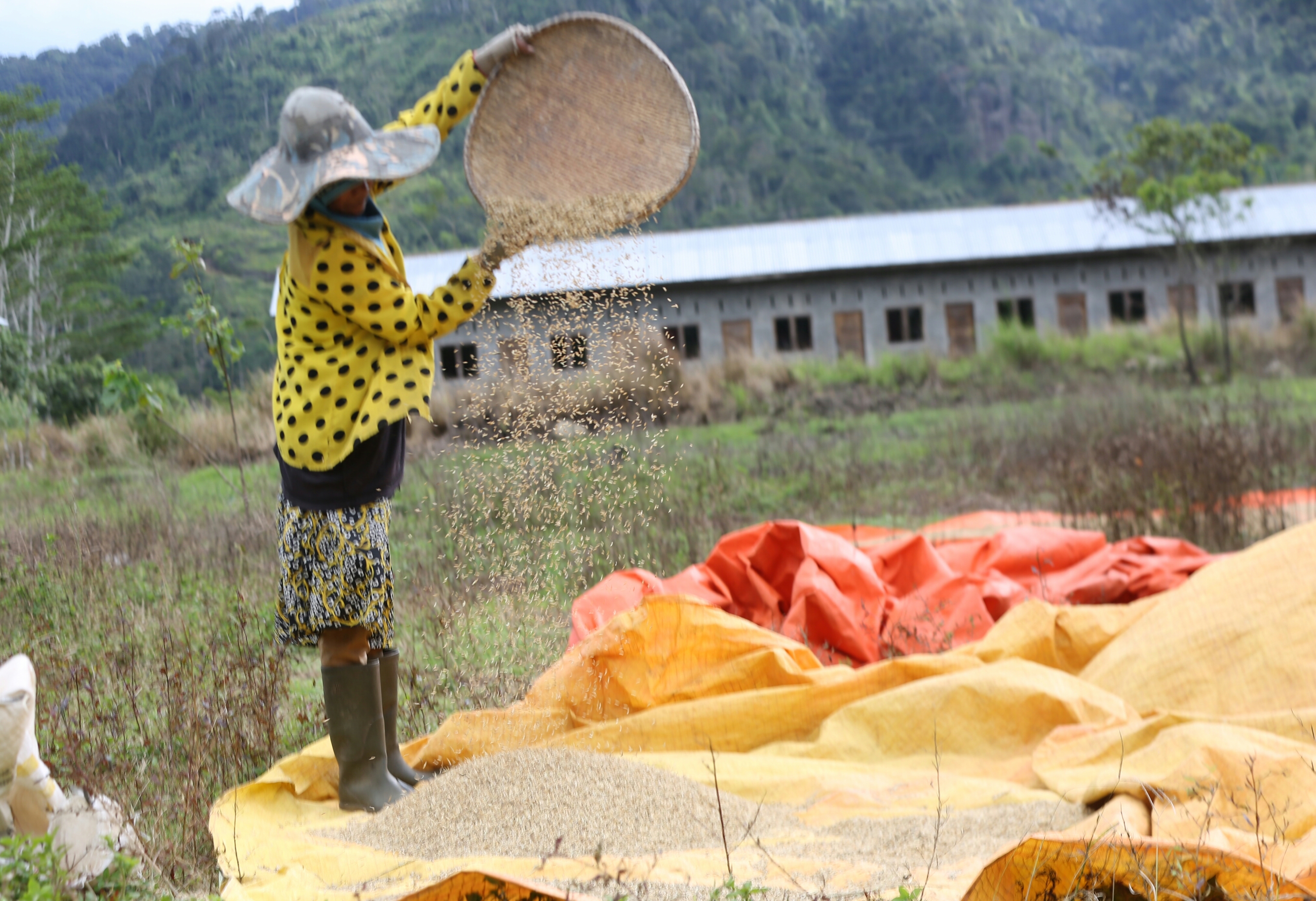 Petani di Kabupaten Pidie, Aceh sedang menyiangi gabah kering yang siap dikirim ke Bulog Sigli