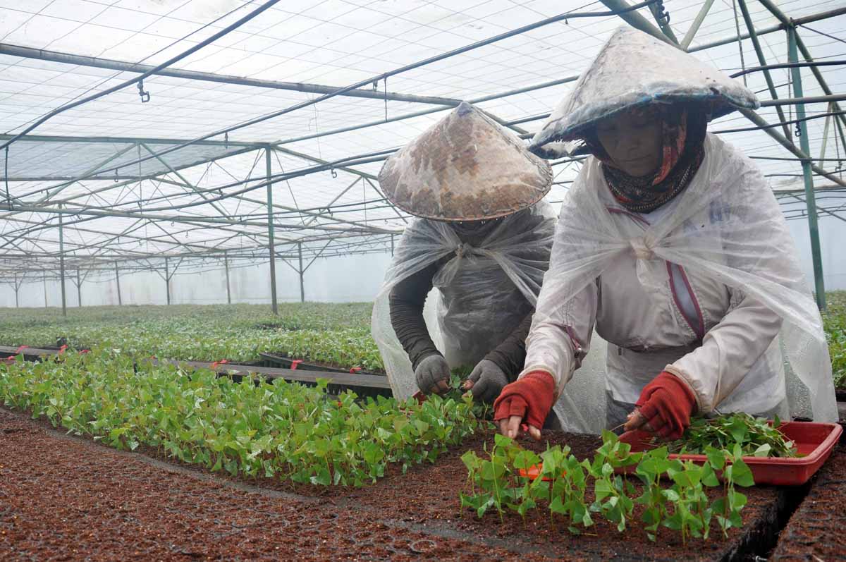 Penaman bibit pohon Eucalyptus. Daun pohon Eucalyptus menjadi bahan pembuatan minyak kayu putih.