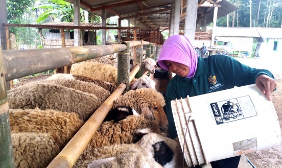 Tukiyem, Srikandi Peternak Asal Magelang yang Berkembang Bersama Baznas.