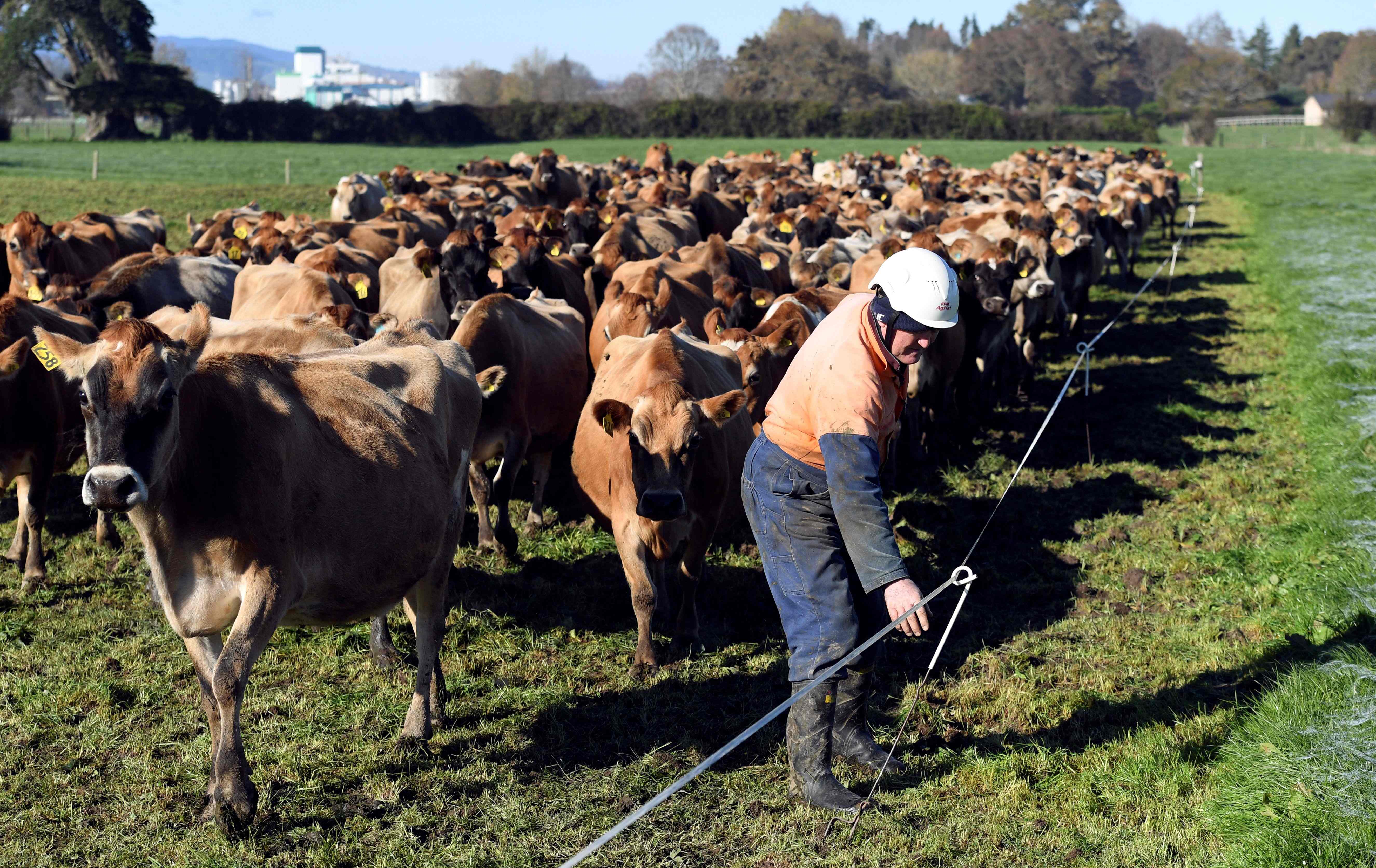 Seorang peternak sedang mengatur sapi-sapi dengan memasang pembatas di satu peternak tak jauh dari Cambridge, Selandia Baru.