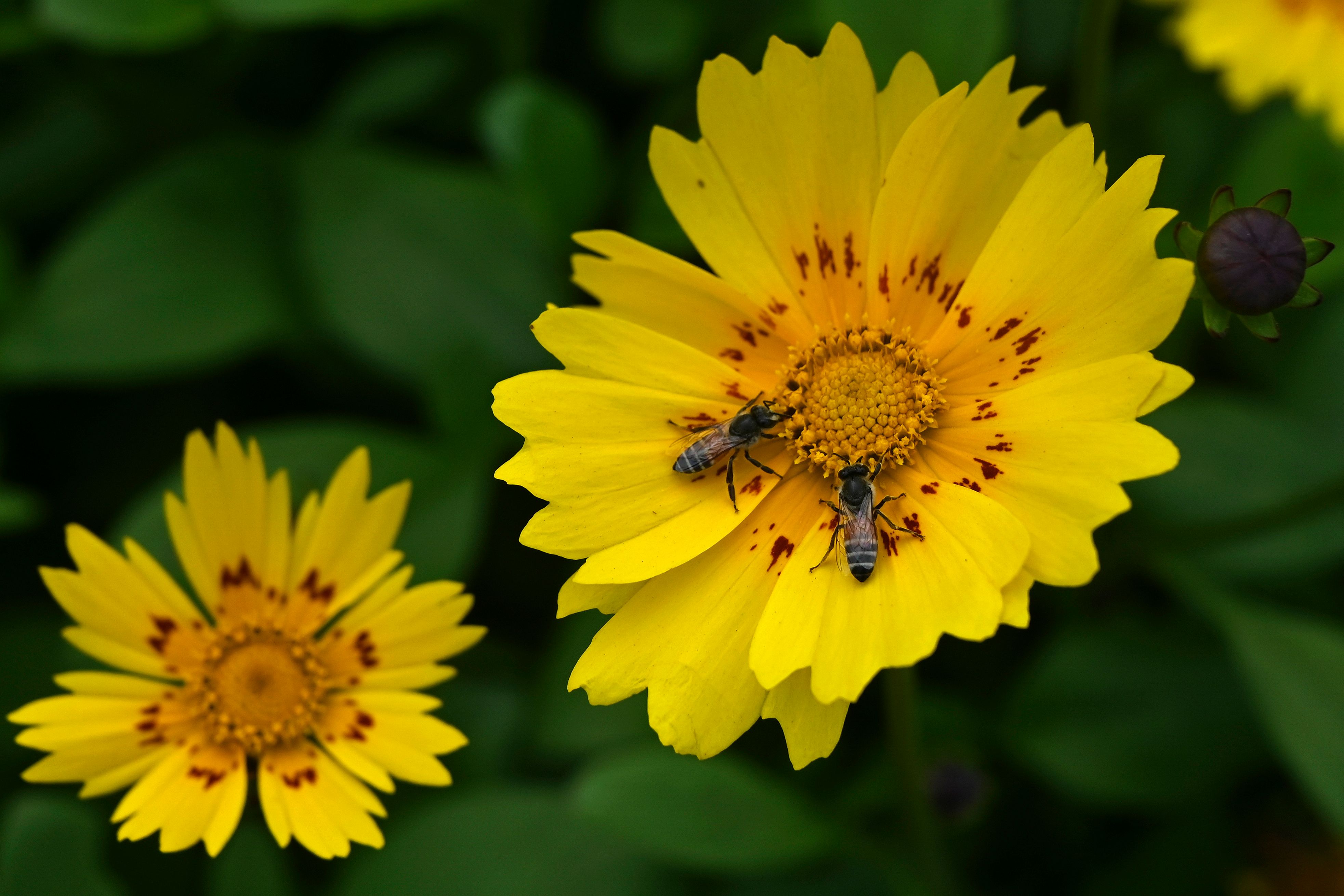 Lebah Madu hinggap di Bunga Matahari