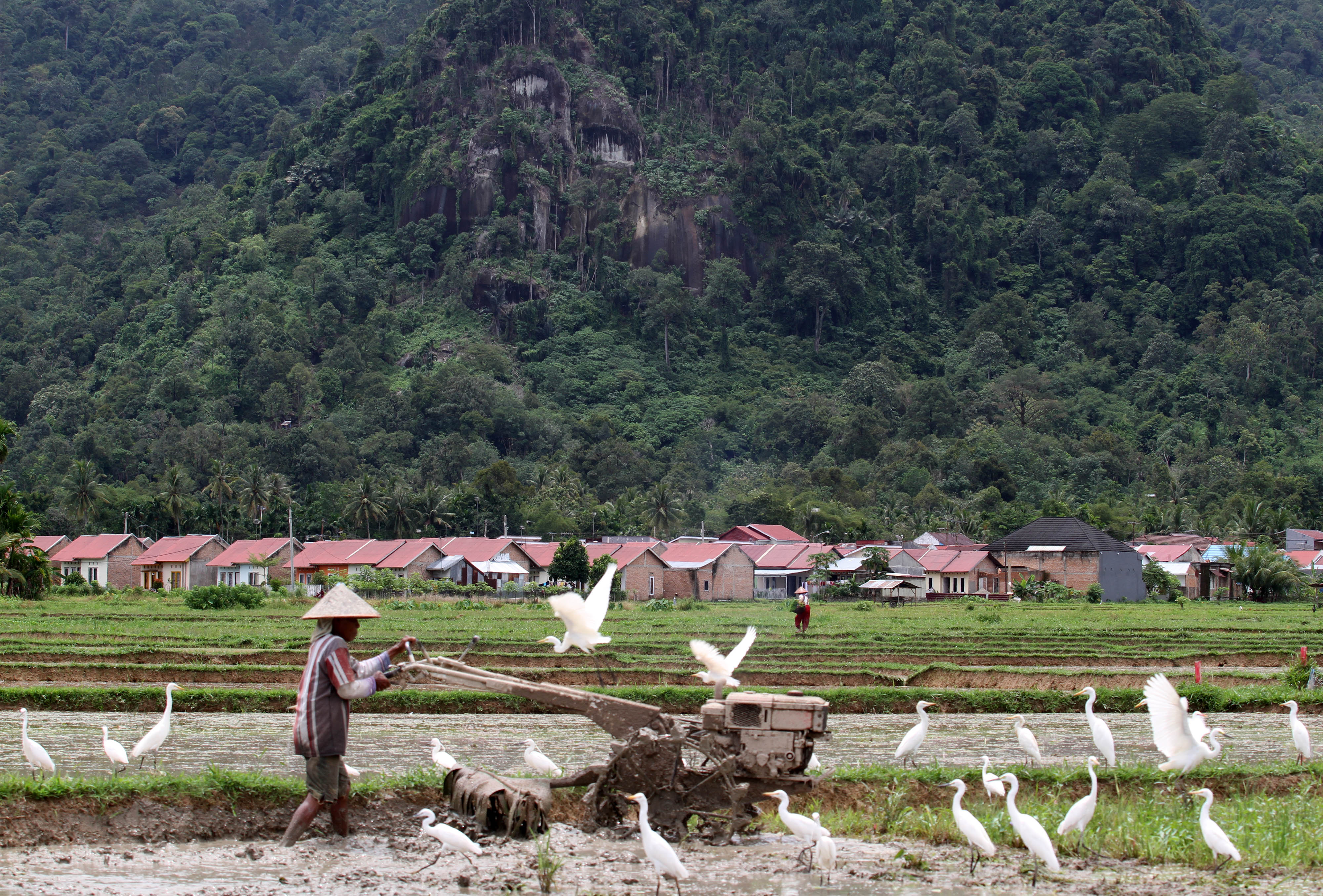 Petani membajak sawah menggunakan traktor di Kecamatan Koto Tangah, Sumatera Barat.