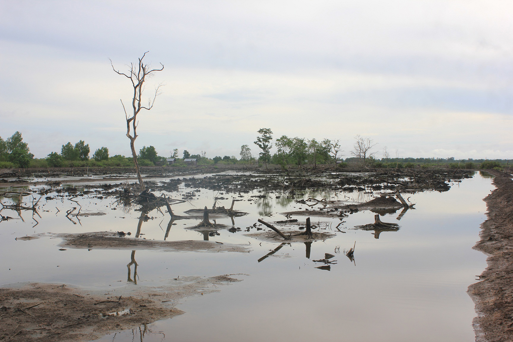 Kawasan hutan mangrove di Kabupaten Barito Kuala, Kalsel rusak akibat pembuatan tambak ikan oleh warga.