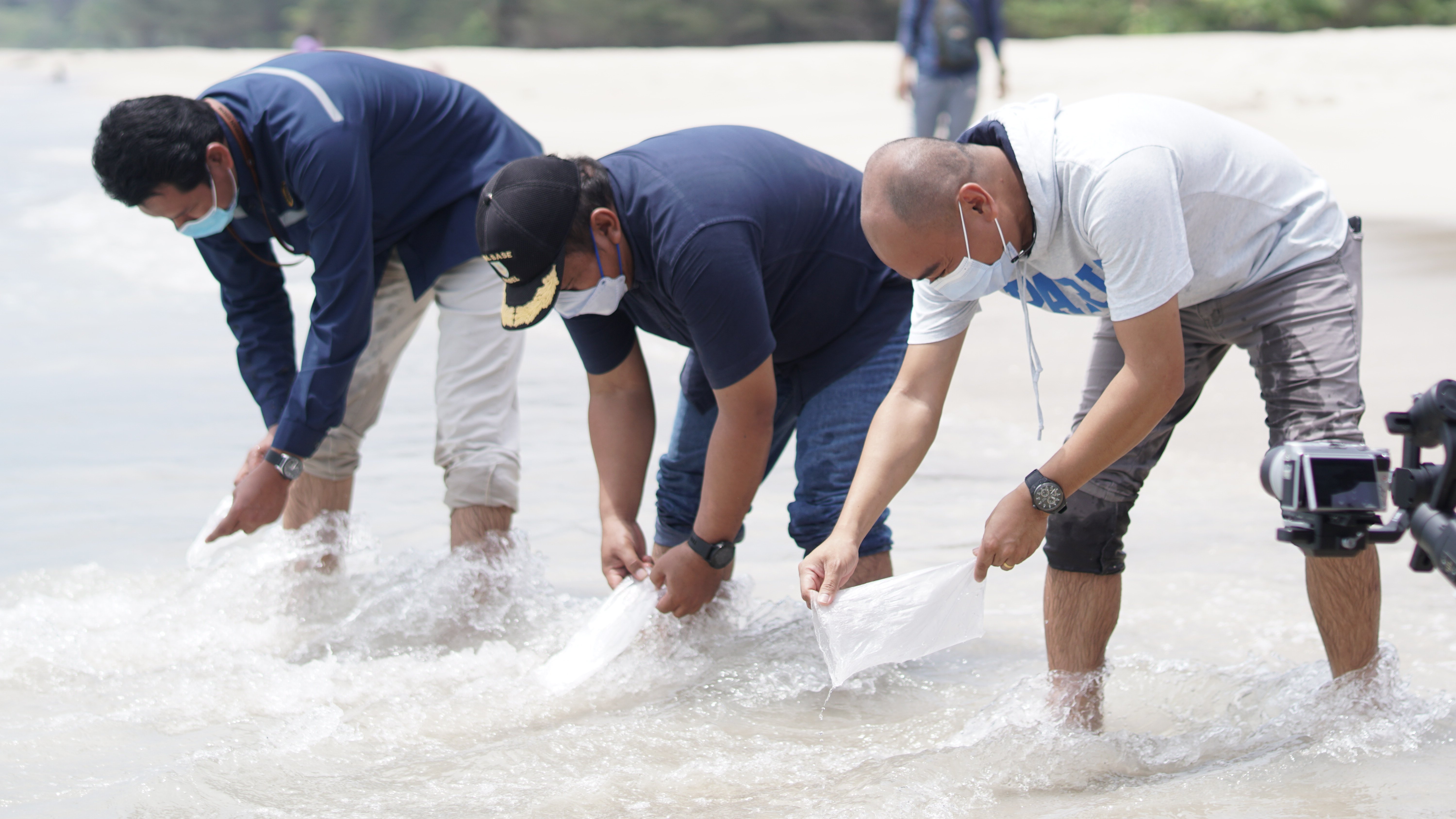 PT Timah melepas ratusan anakan cumi di Pantai Tikus Emas, Kabupaten Bangka, Minggu (11/4).