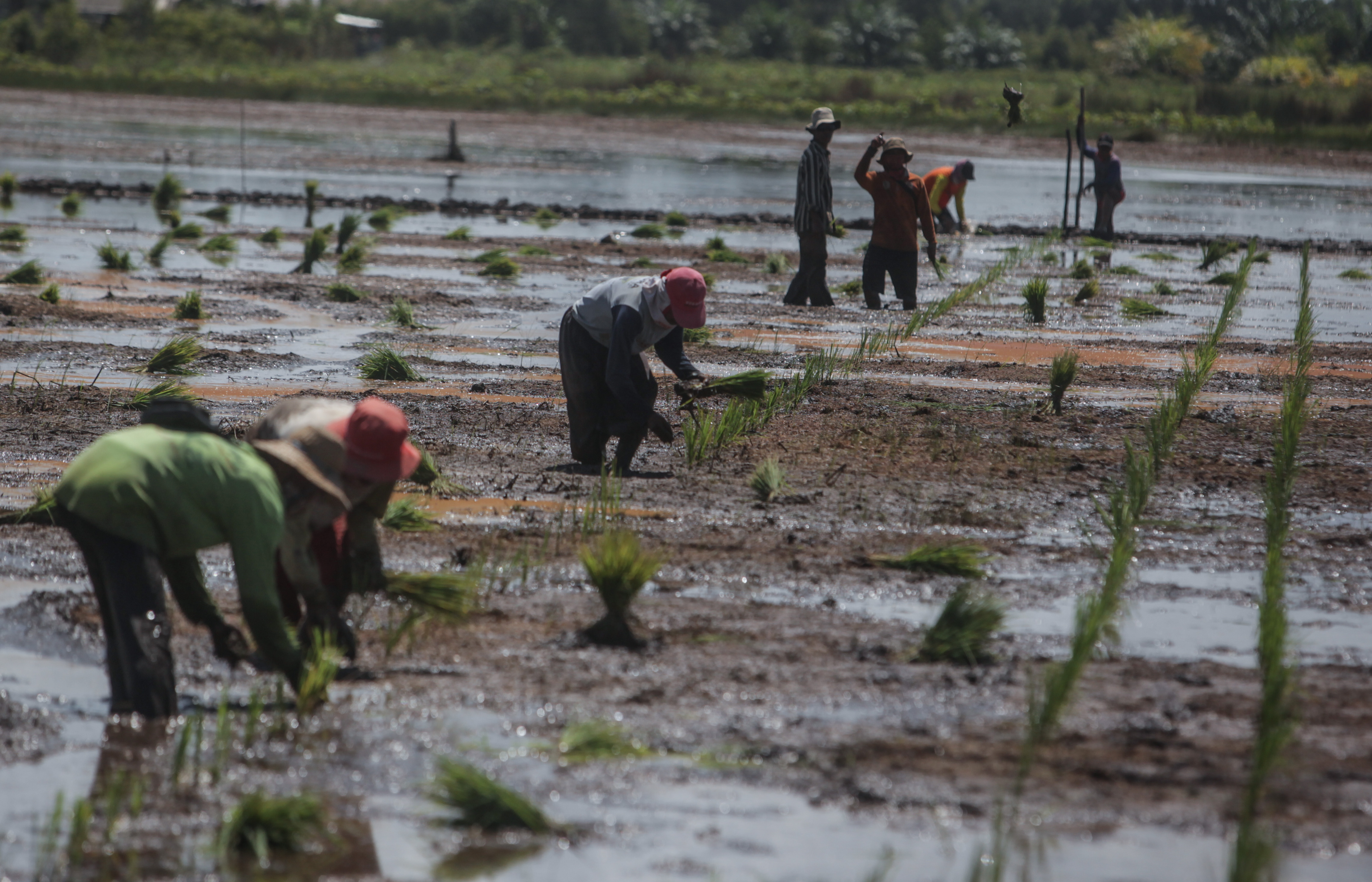 Sejumlah petani menanam padi jenis Inpari 42 di lahan rawa di areal food estate Dadahup, Desa Bentuk Jaya, Kabupaten Kapuas, Kalteng