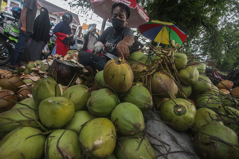 Penjual kelapa muda
