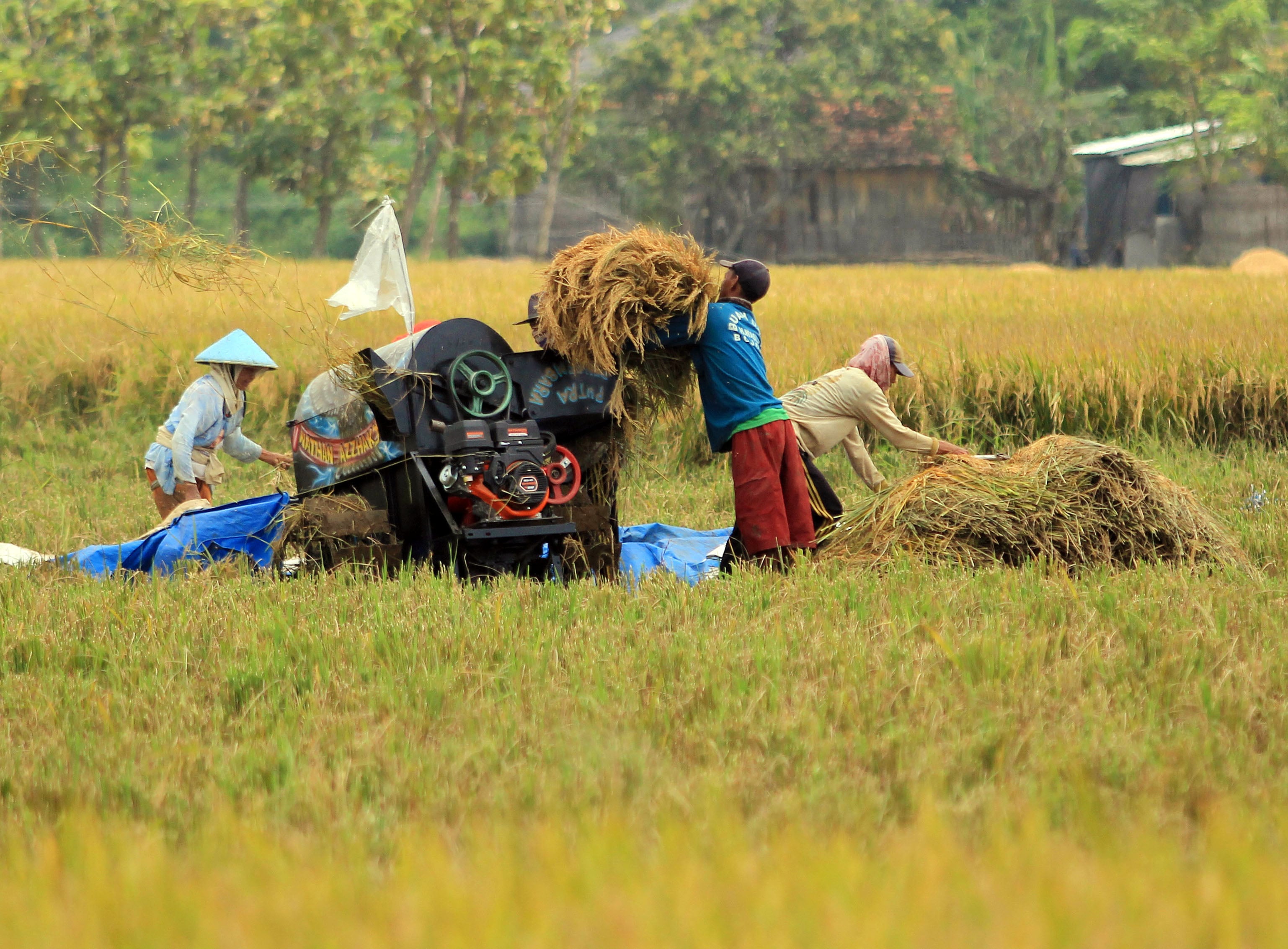 Petani memanen padi di areal sawah Desa Pabean Udik, Indramayu, Jawa Barat, Sabtu (20/3). 