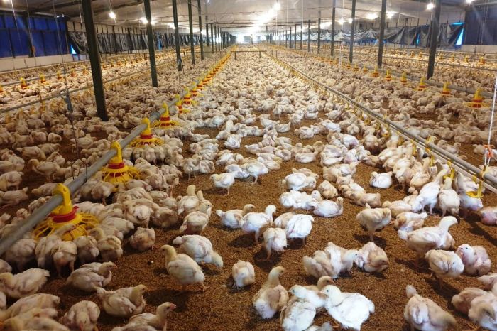 Kementan Terus Berupaya Menjaga Stabilisasi Perunggasan