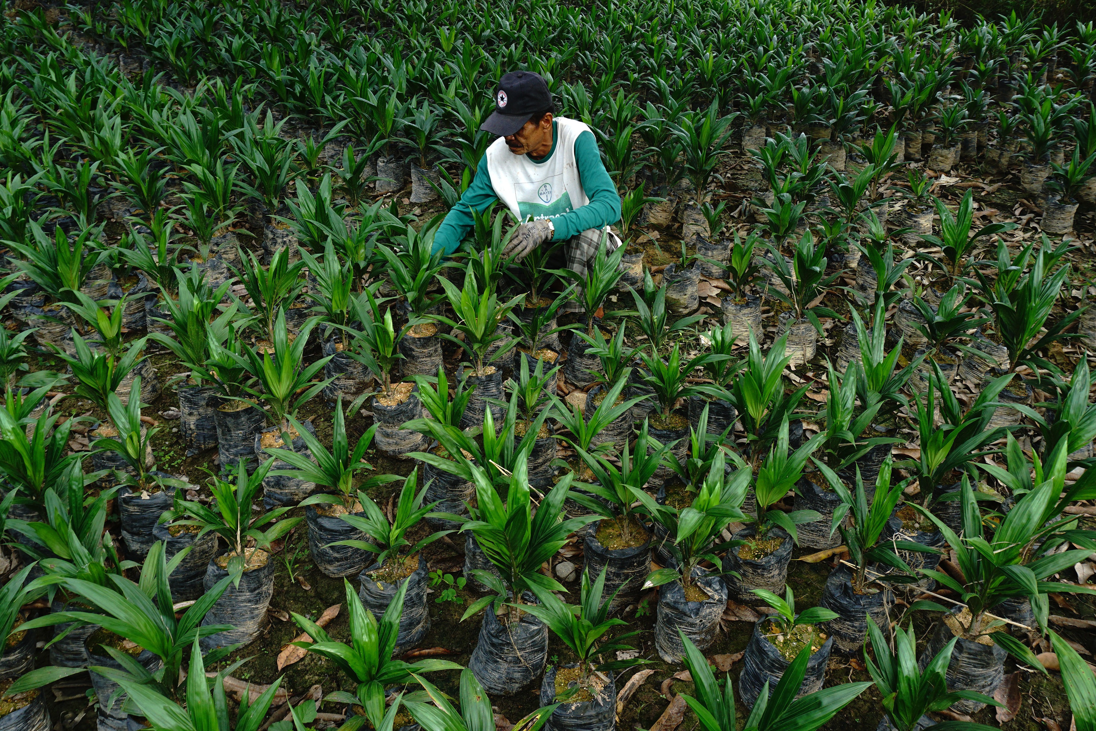 Petani merawat bibit kelapa sawit di Desa Bunde, Kecamatan Sampaga, Mamuju, Sulawesi Barat, beberapa waktu lalu.