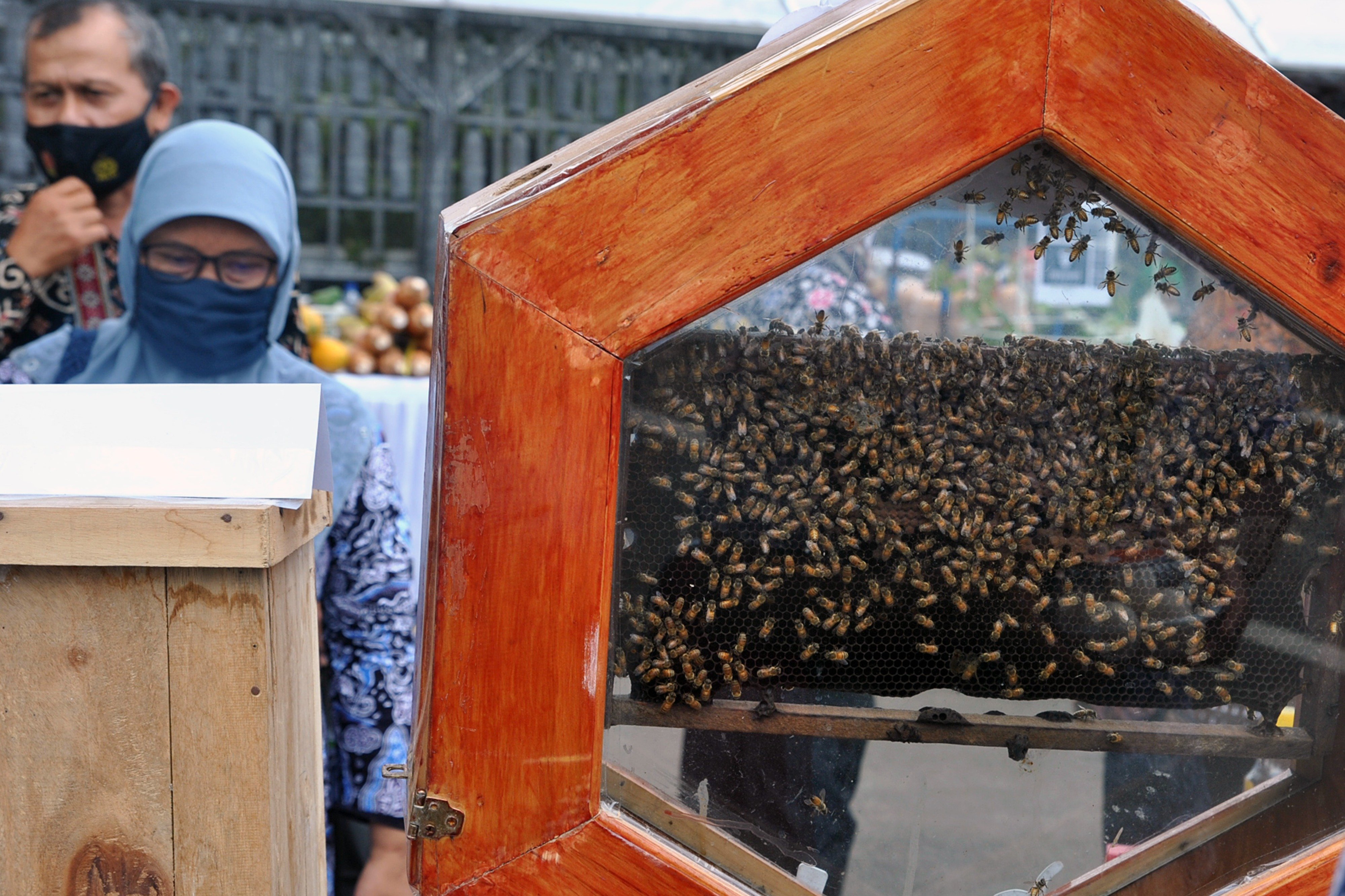 Pengunjung melihat budi daya lebah madu Trigona di salah satu stan pameran Bogor Berkebun di Balai Kota Bogor, Jabar, beberapa waktu lalu.