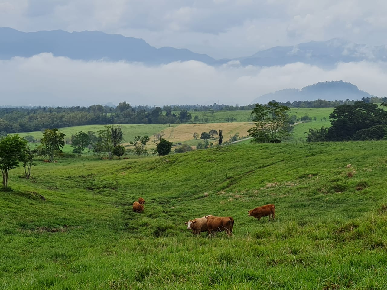 Balai Pembibitan Ternak Unggul Hijauan Pakan Ternak (BPTUHPT) Padang Mangatas,  Kabupaten Lima Puluh Kota, Sumatra Barat.