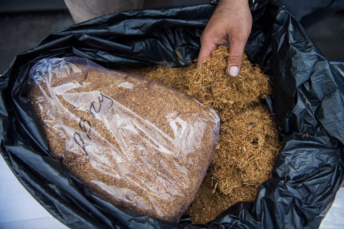 Ilustrasi tembakau gorila 