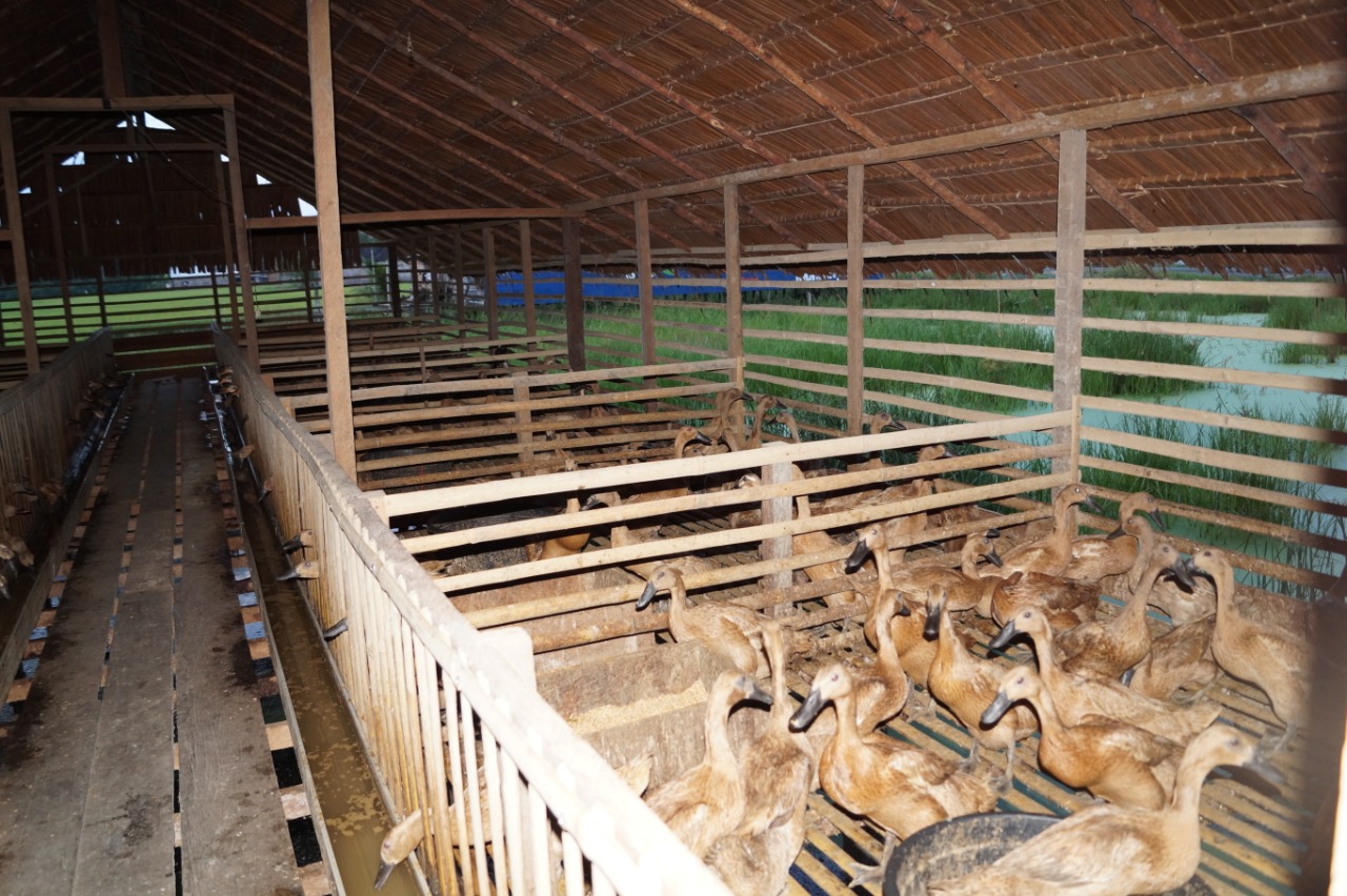 Pengembangan itik di kawasan food estate berjalan cukup positif.