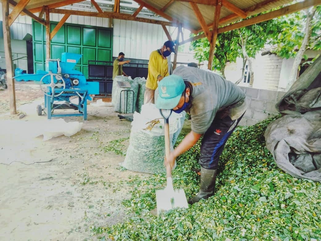 Pengolahan pakan silase diawali dengan pengumpulan atau panen hijauan baik itu jenis rumput, batang jagung, maupun daun singkong..