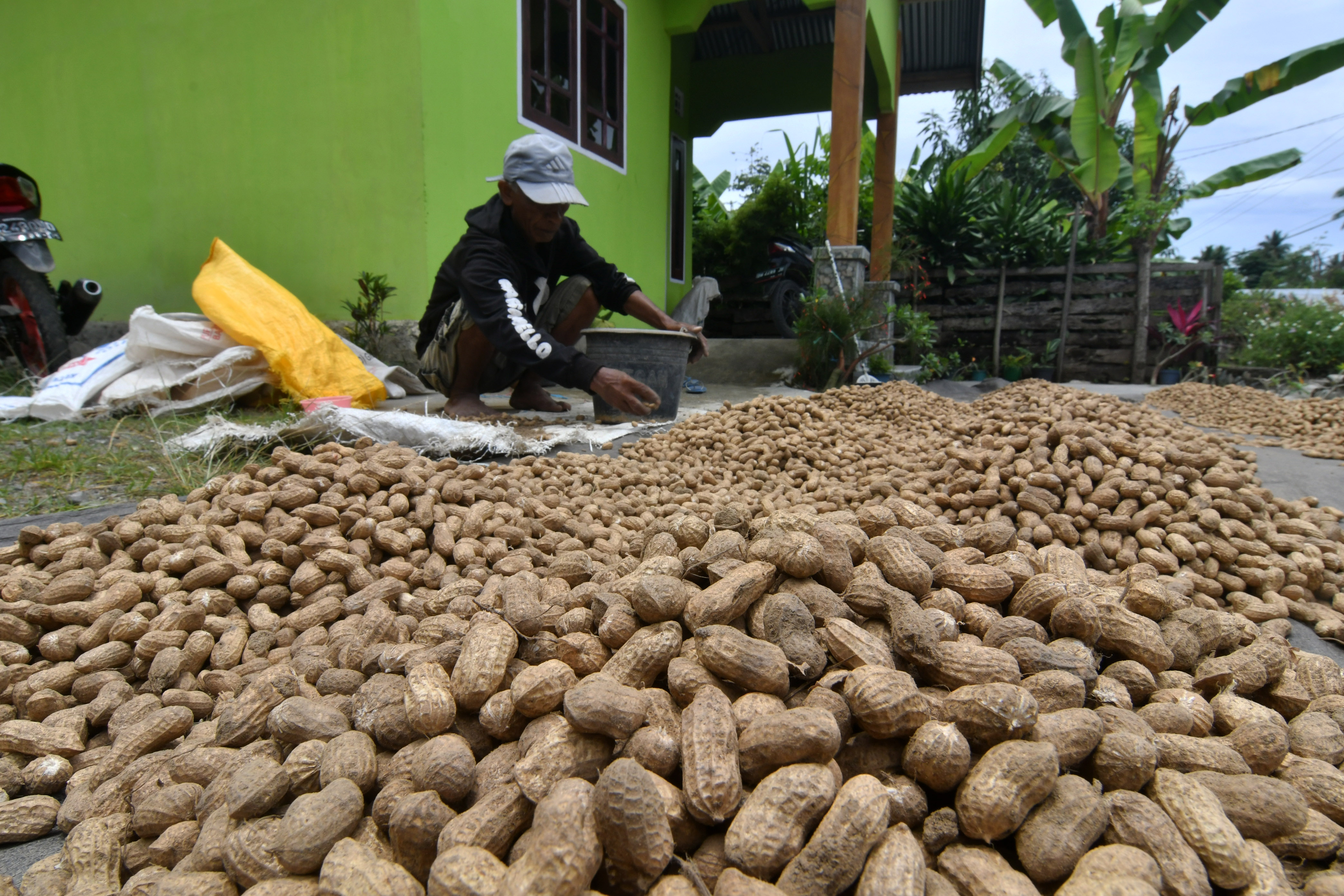 Petani sedang menjemur kacang tanah hasil panennya.