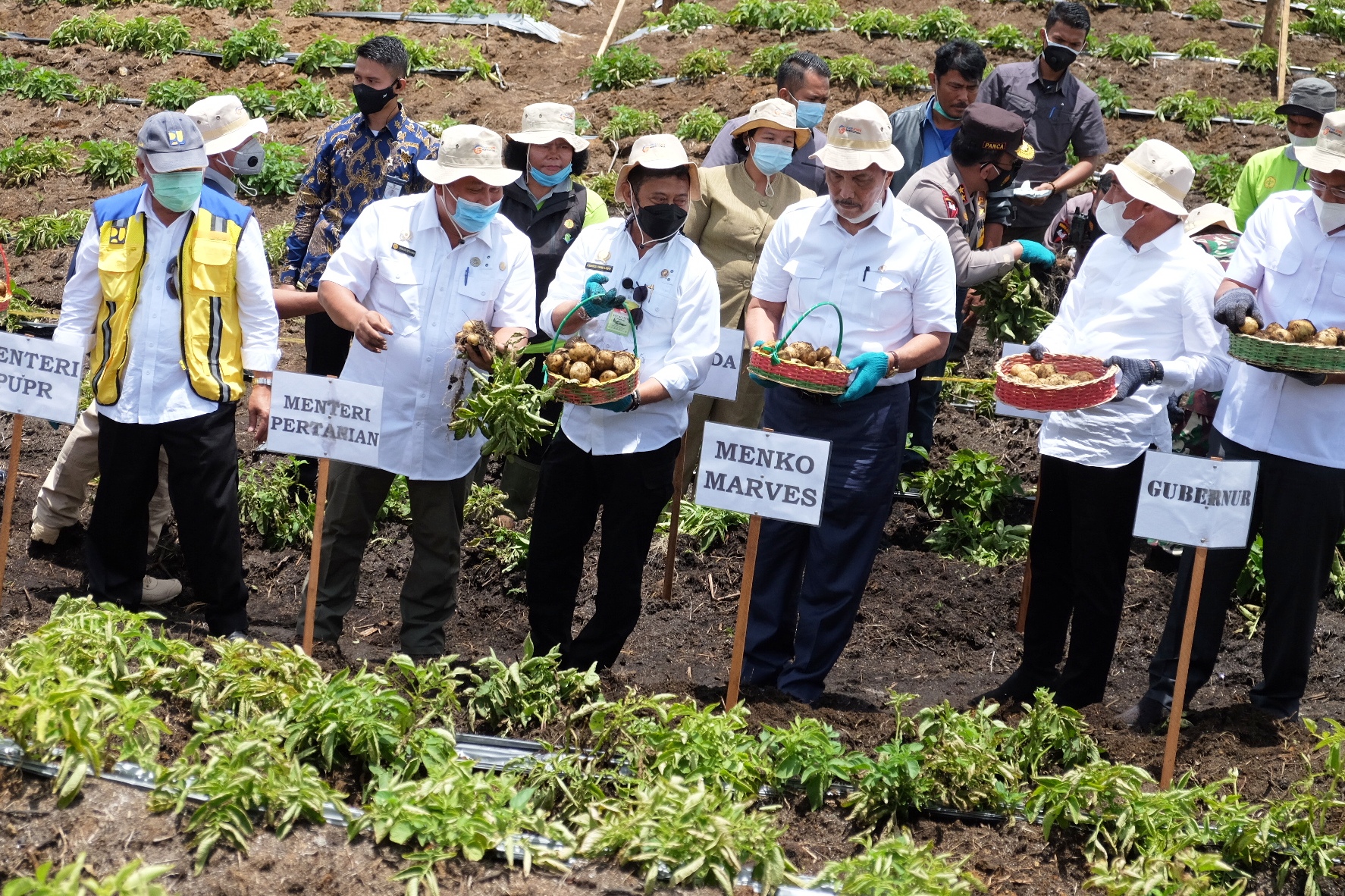Menko Marves Luhut B Panjaitan, Mentan SYL, dan Menteri PUPR Basuki panen kentang di area food estate di Kabupaten Humbahas, Sumut.