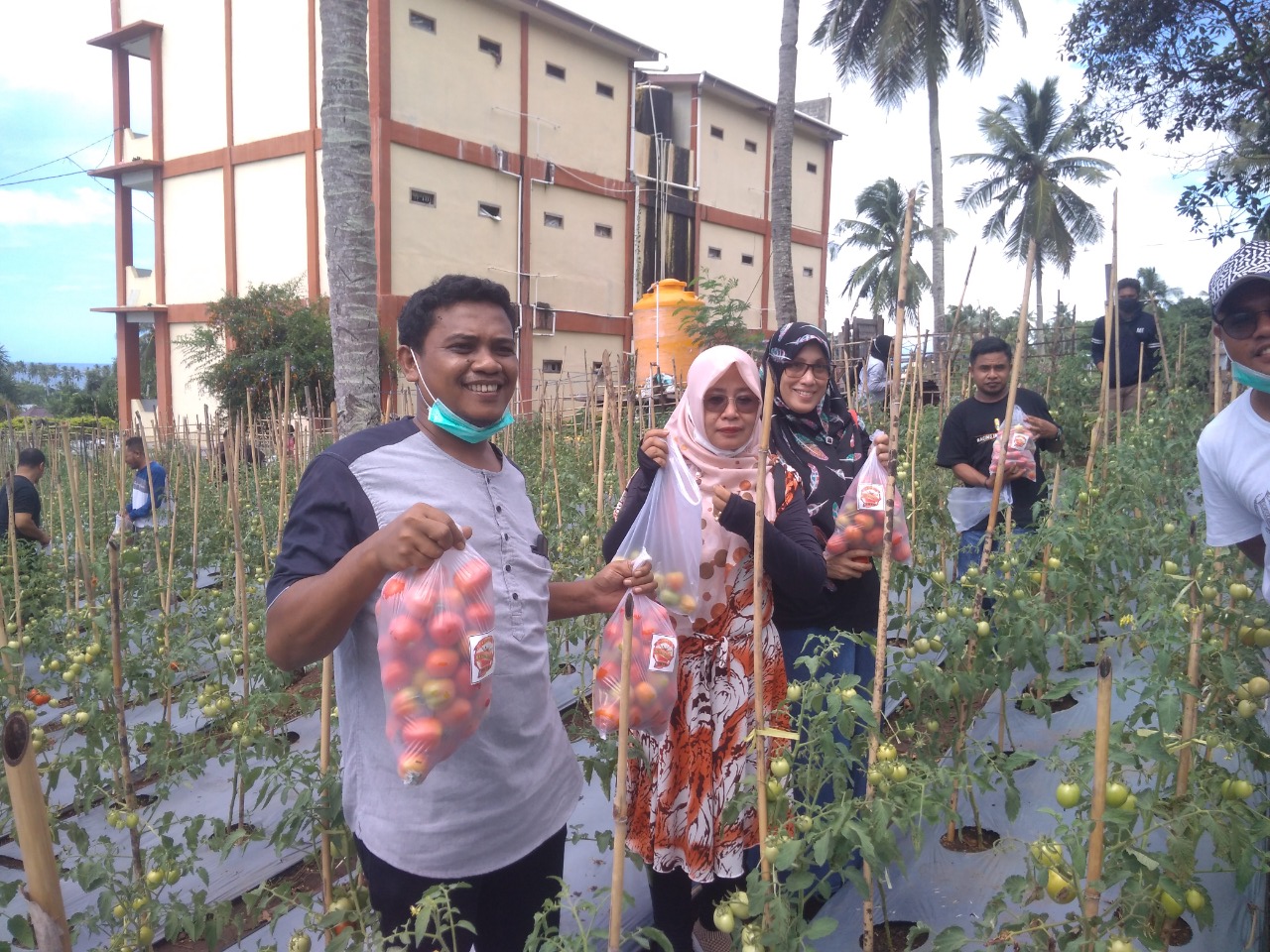 Pemuda Muhammadiyah Malut Panen 200 Kg Tomat