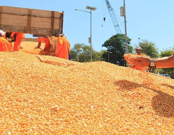 Peternak mandiri dan industri pakan ternak untuk mengakses jagung yang sedang panen di sejumlah daerah. 