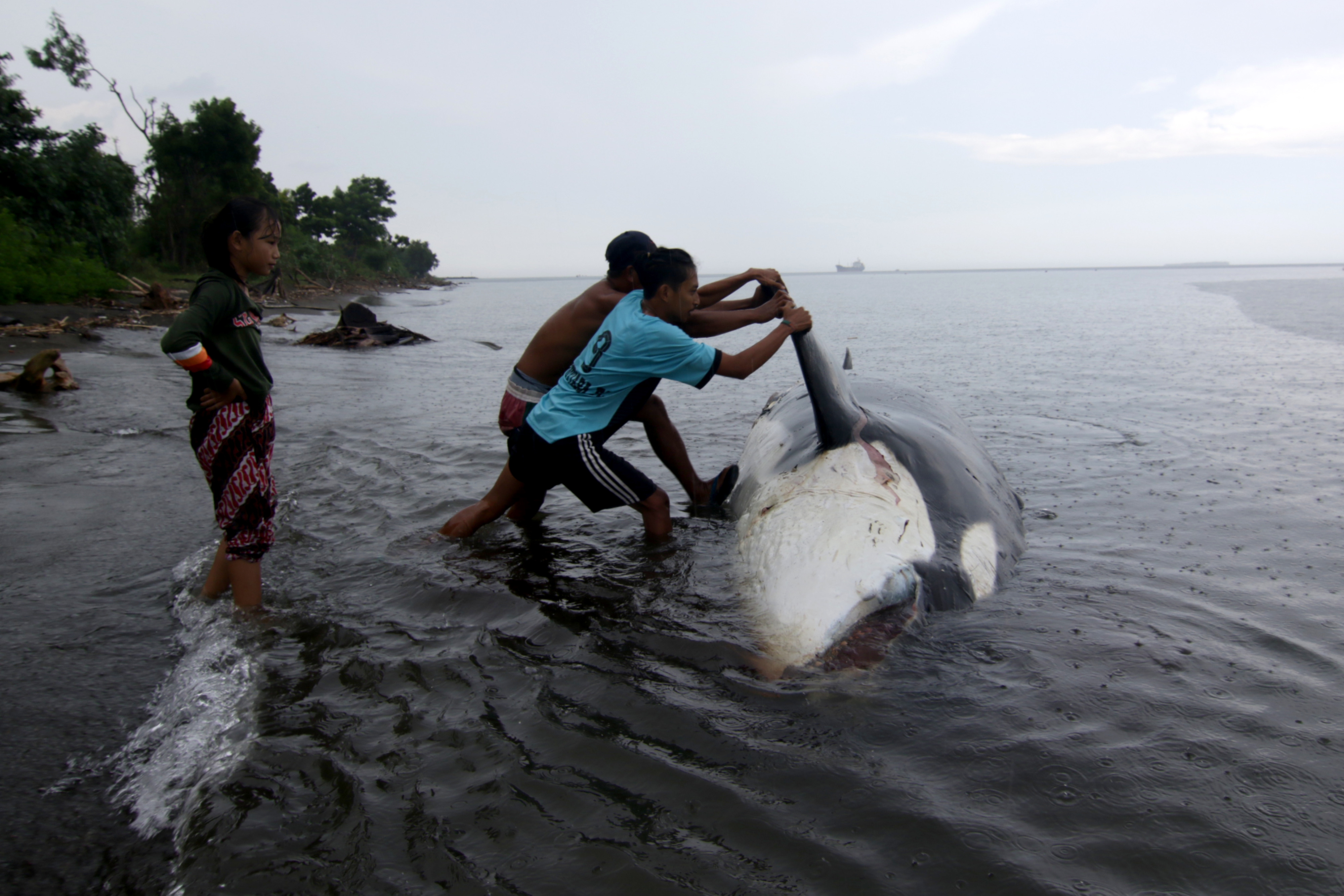 Warga berusaha menarik Paus Pembunuh (Orcinus orca) yang mati terdampar di Pantai Bangsring, Banyuwangi, Jawa Timur, Sabtu (3/4).
