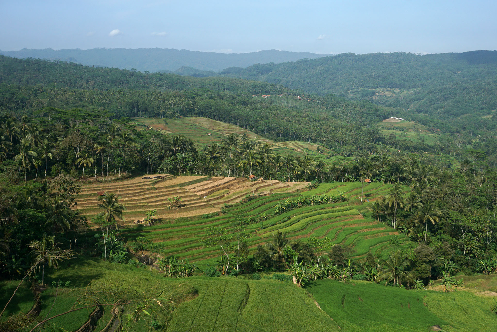 Hamparan sawah  wilayah Maos Kidul, Kecamatan Maos, Cilacap, Jawa Tengah