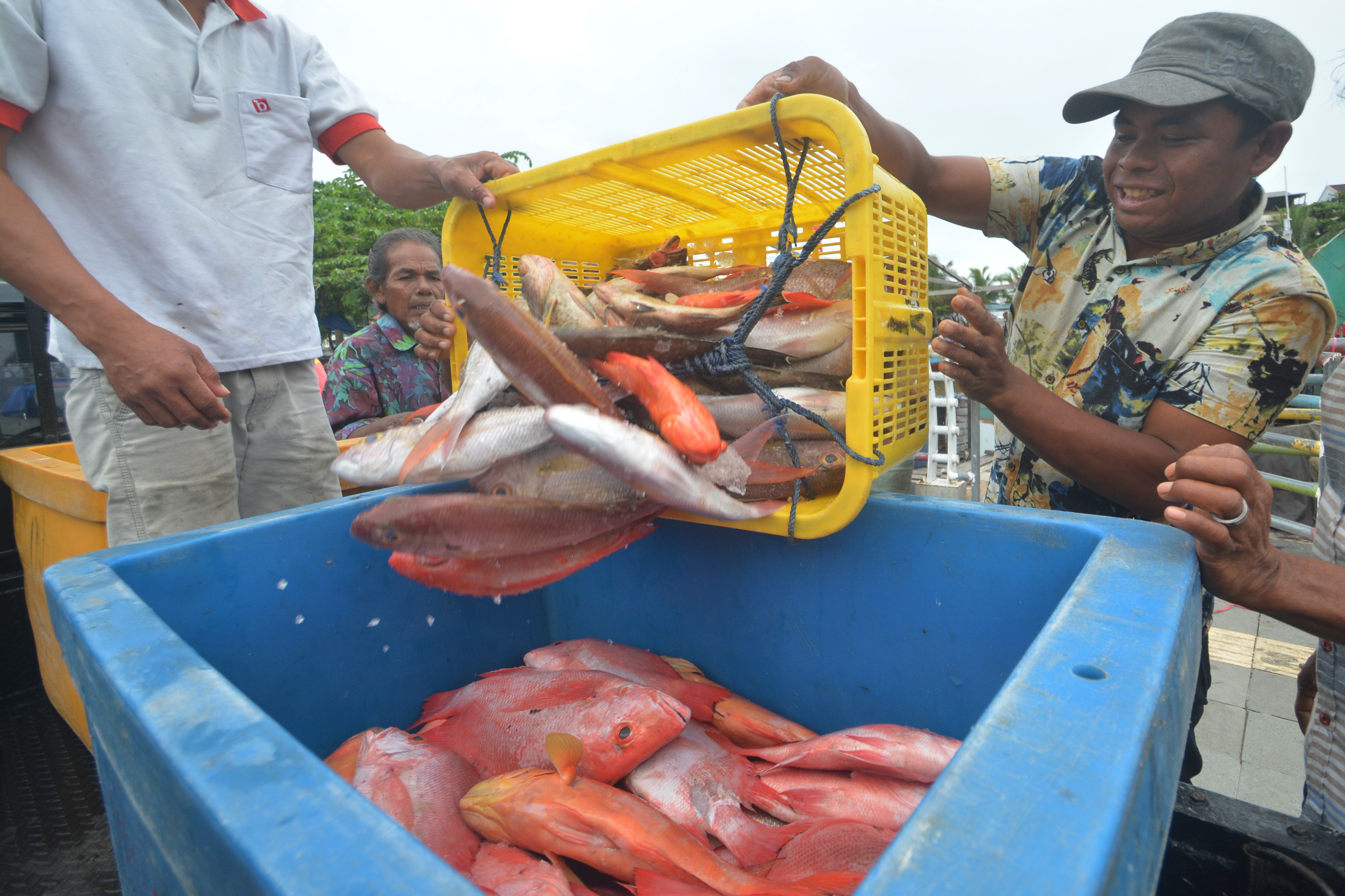 Populasi Ikan di Indonesia Terancam akibat Perubahan Iklim 