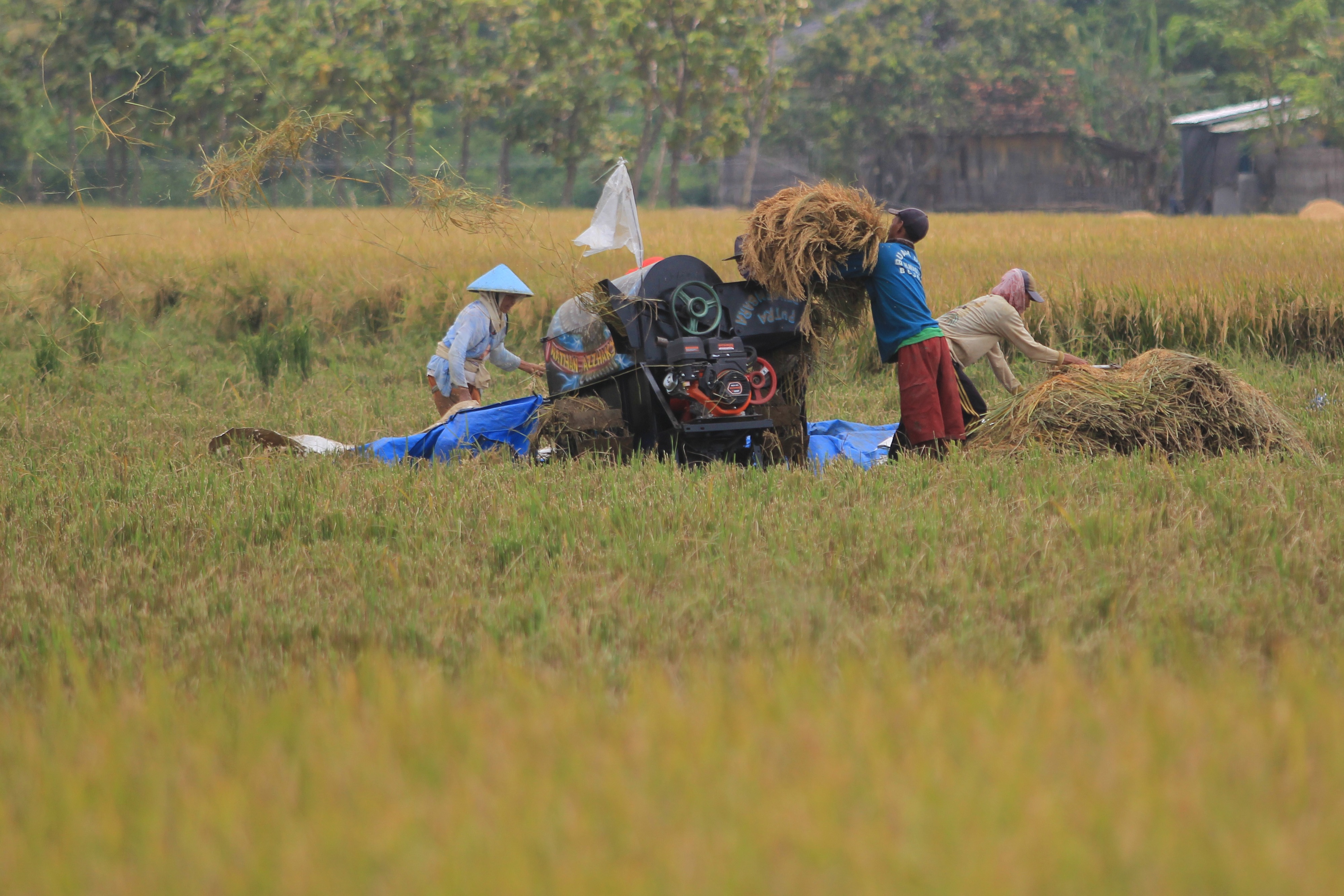 Petani memanen padi di area sawah desa Pabean udik, Indramayu, Jawa Barat, beberapa waktu lalu.