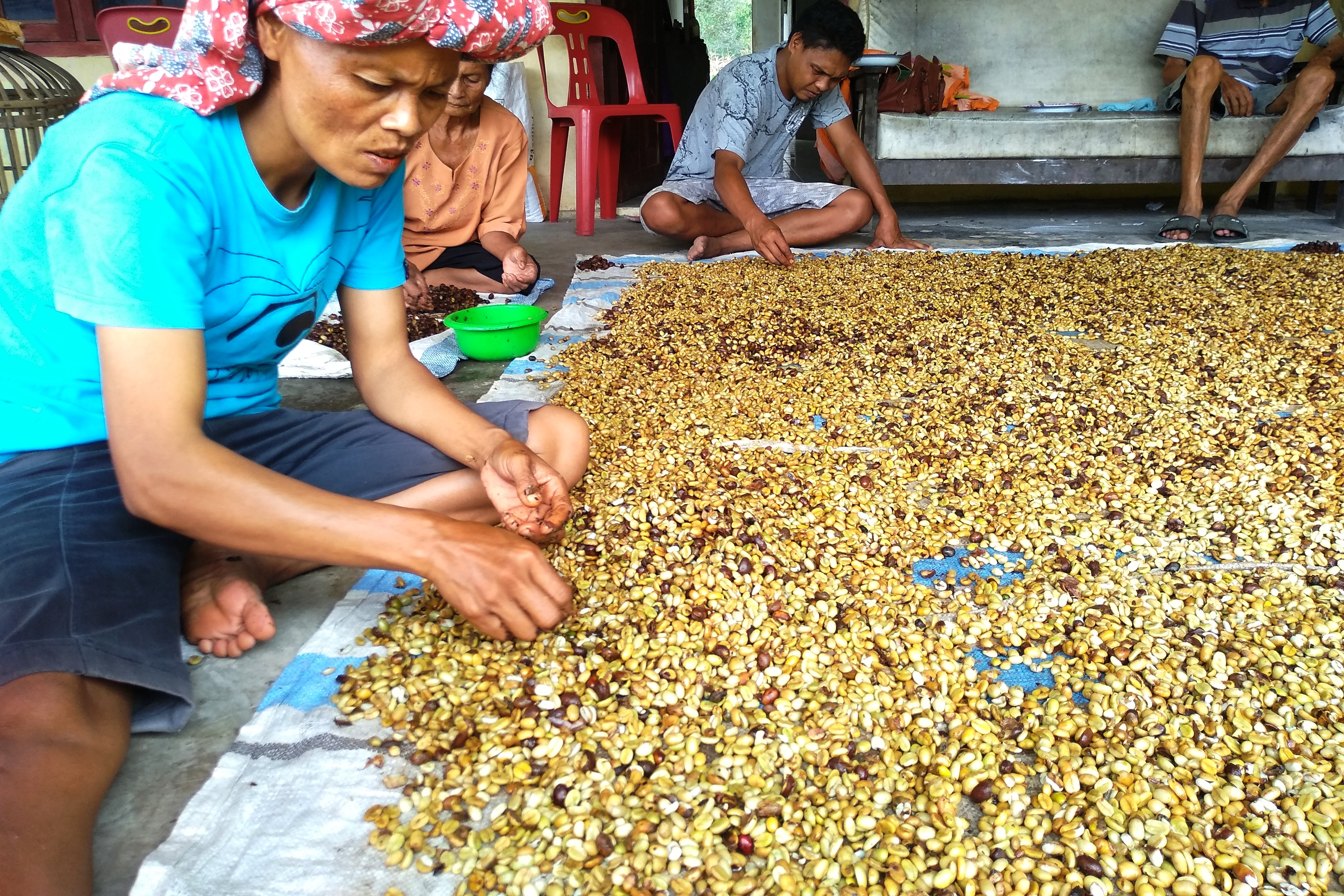Rita Pasaribu, 45, sedang membersihkan kopi.