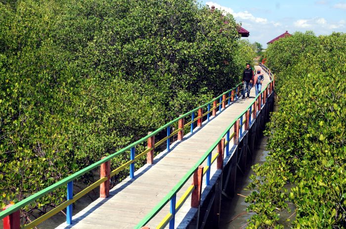 8,7 Hektare Kawasan Mangrove di Pasuruan Direhabilitasi